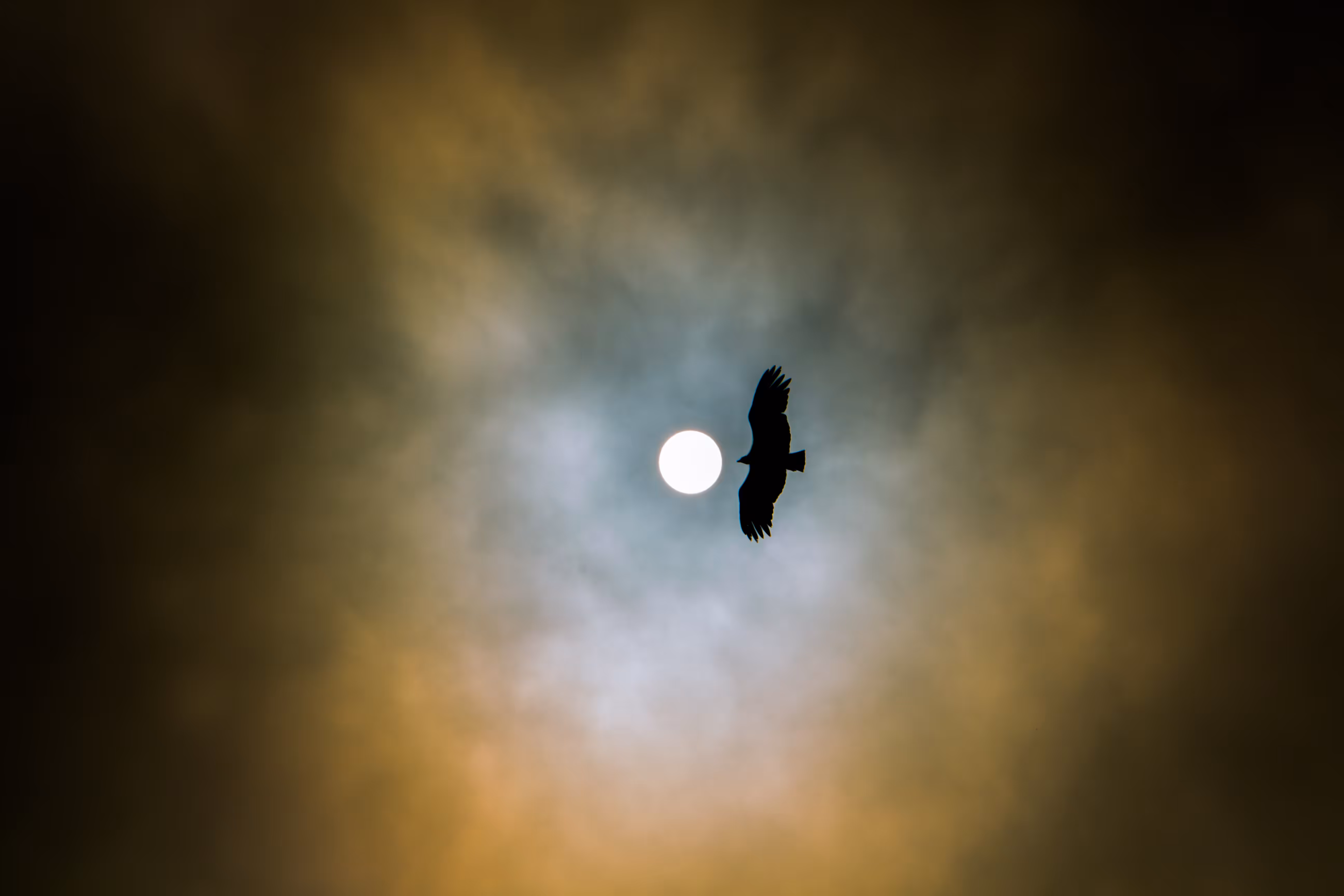 Cry, Icarus