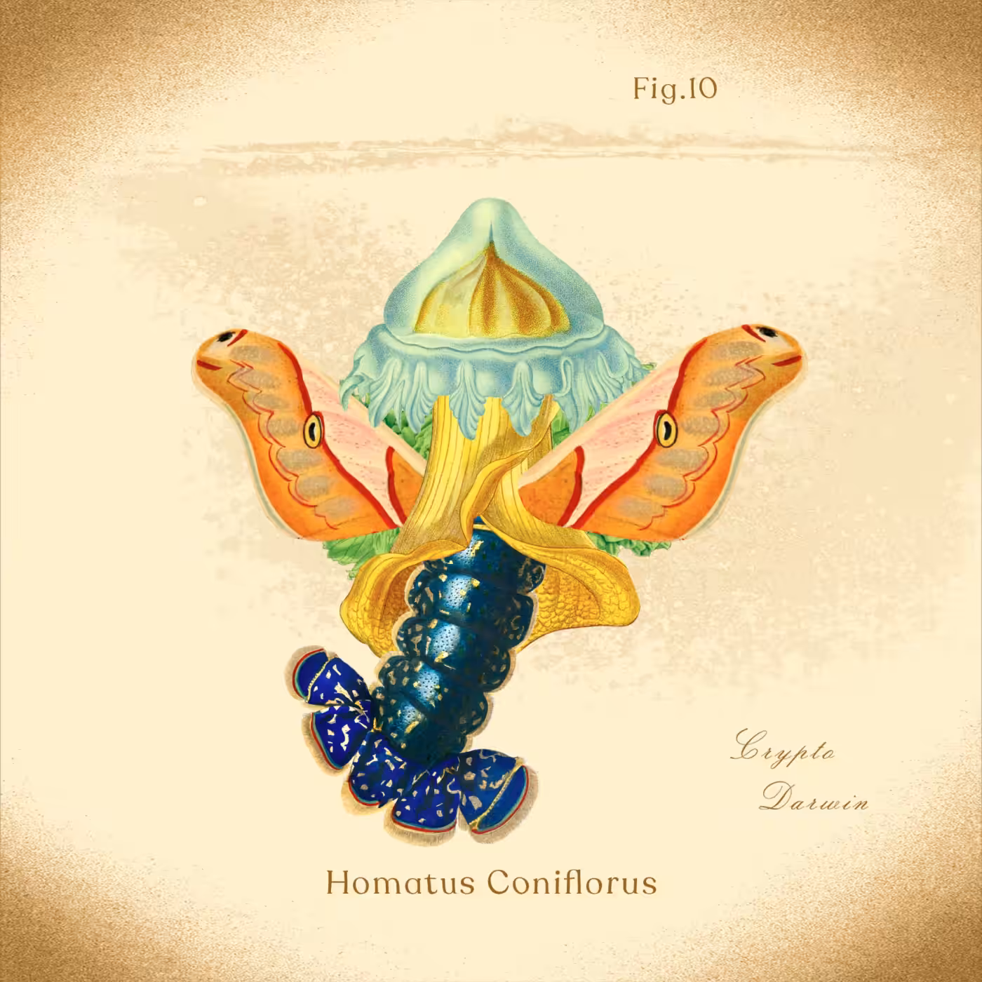 Homatus Coniflorus