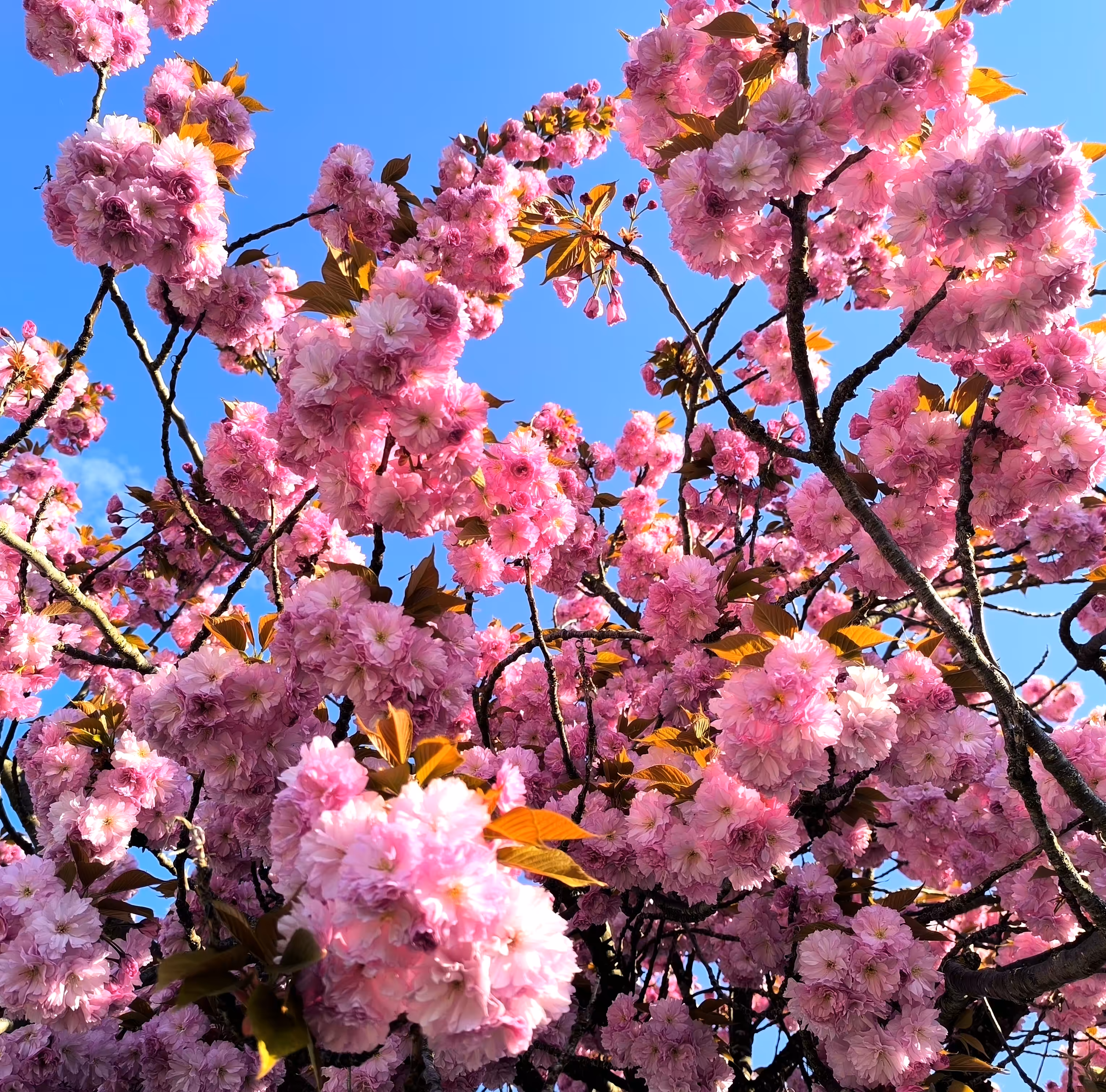 Cherry Blossom Dream