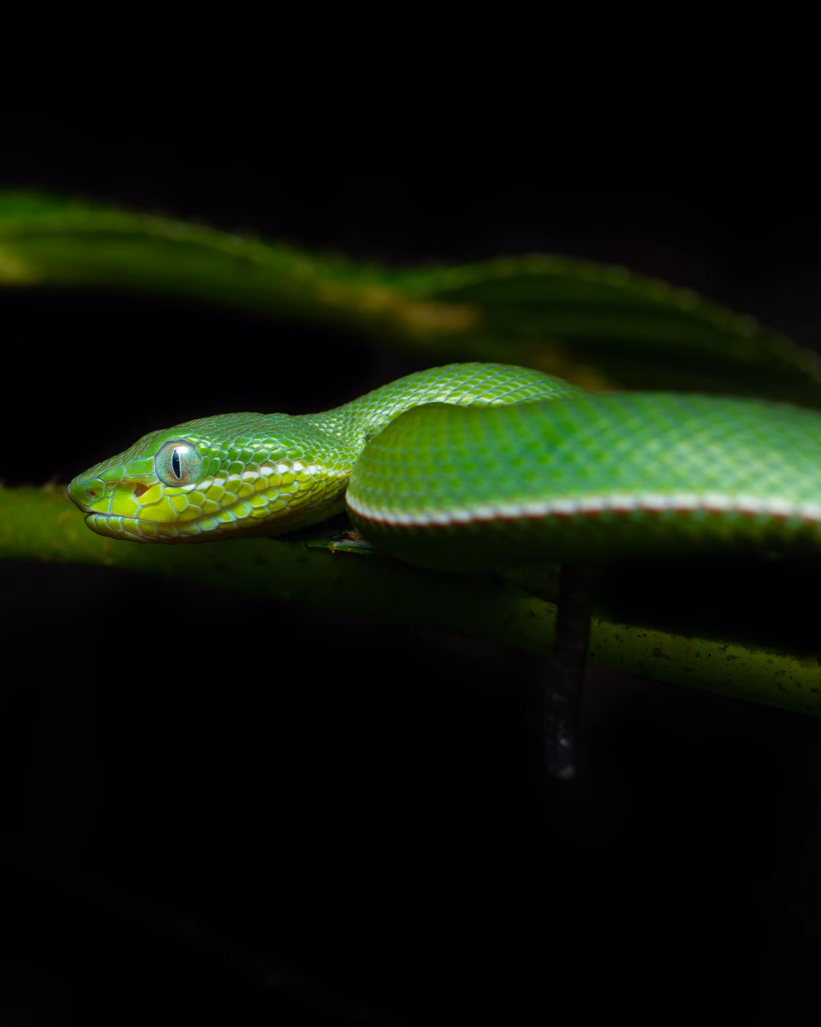 Baby Bamboo Pit Viper