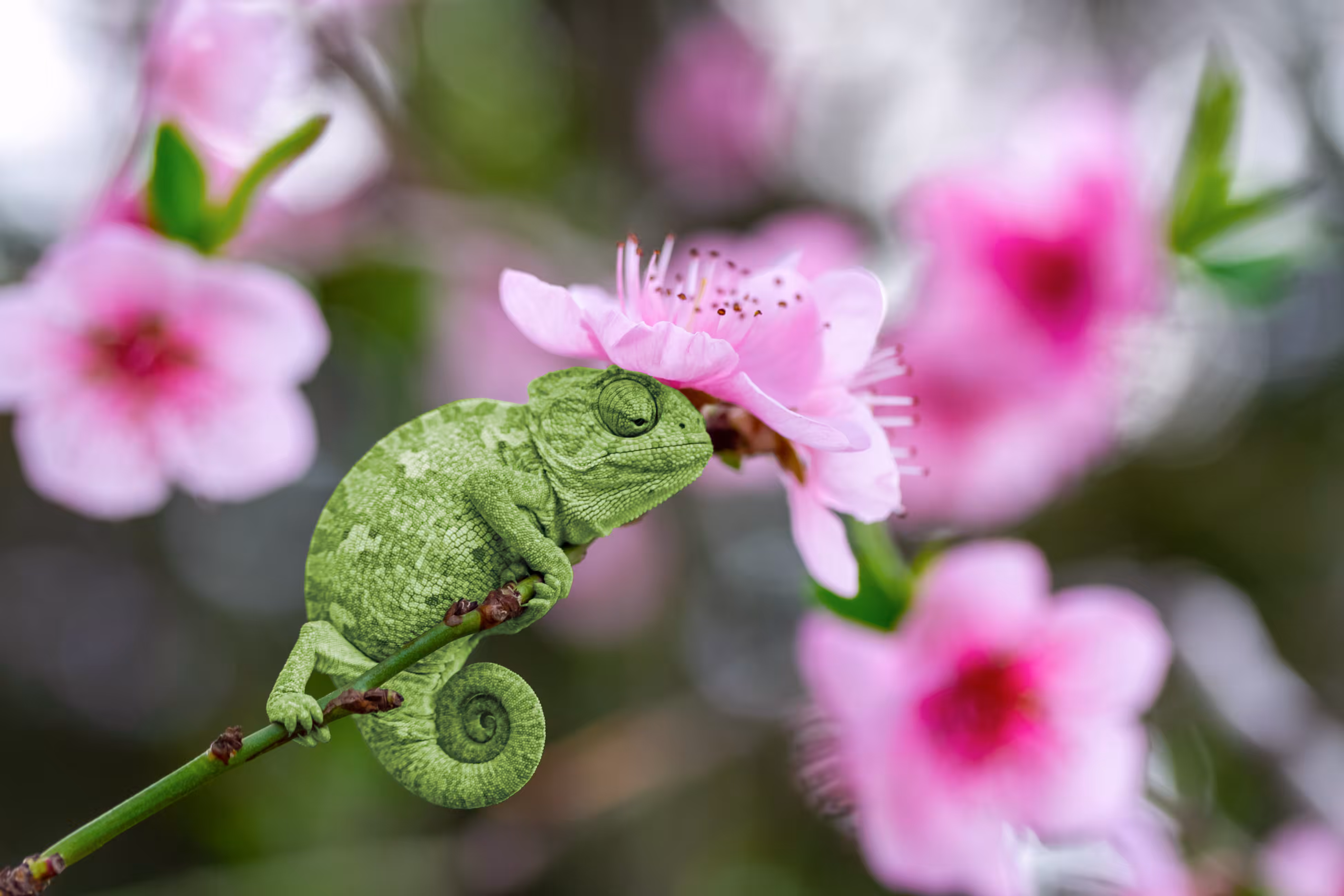 little chameleon welcoming spring #4