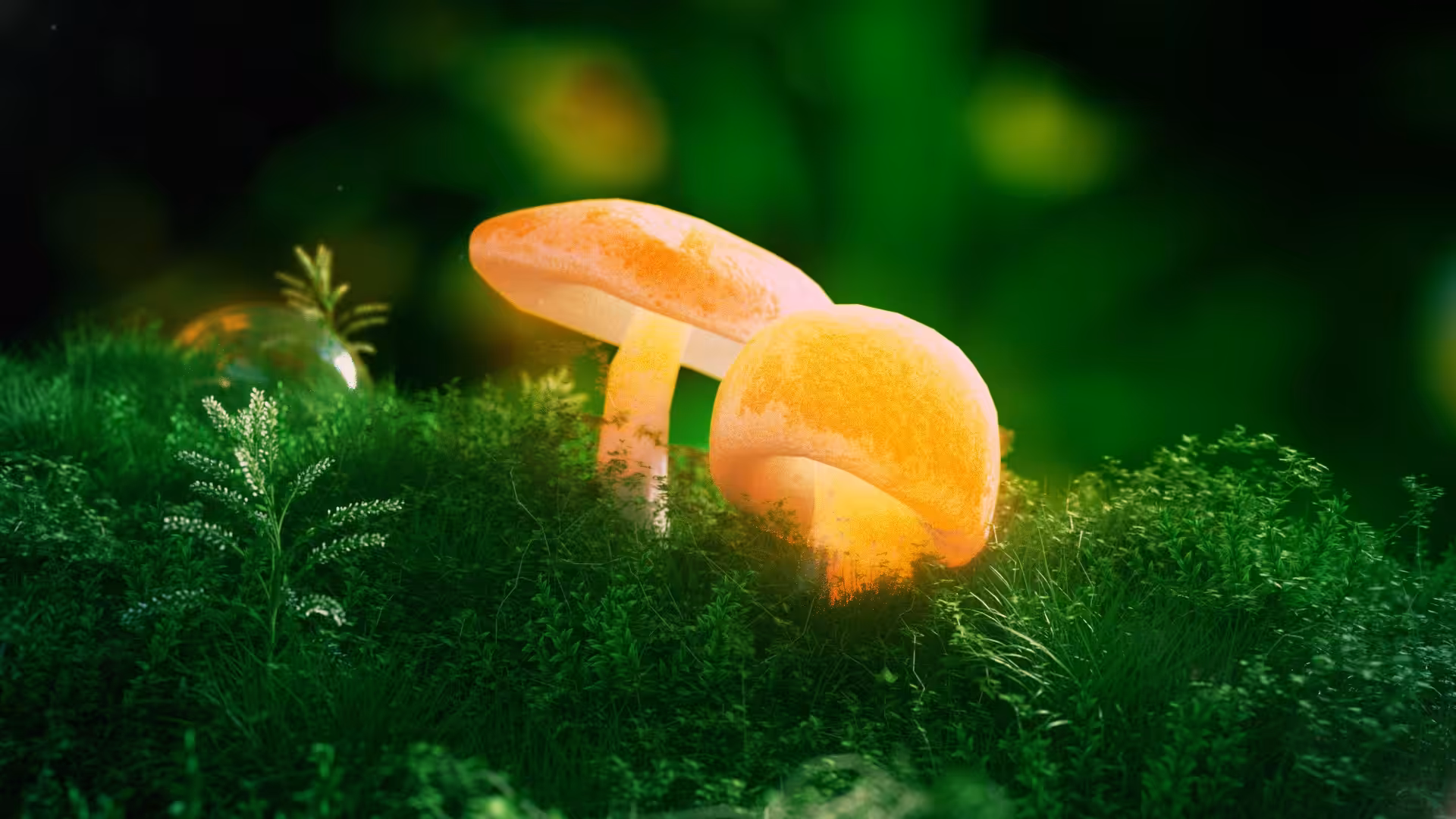 Fairy Forest Macro