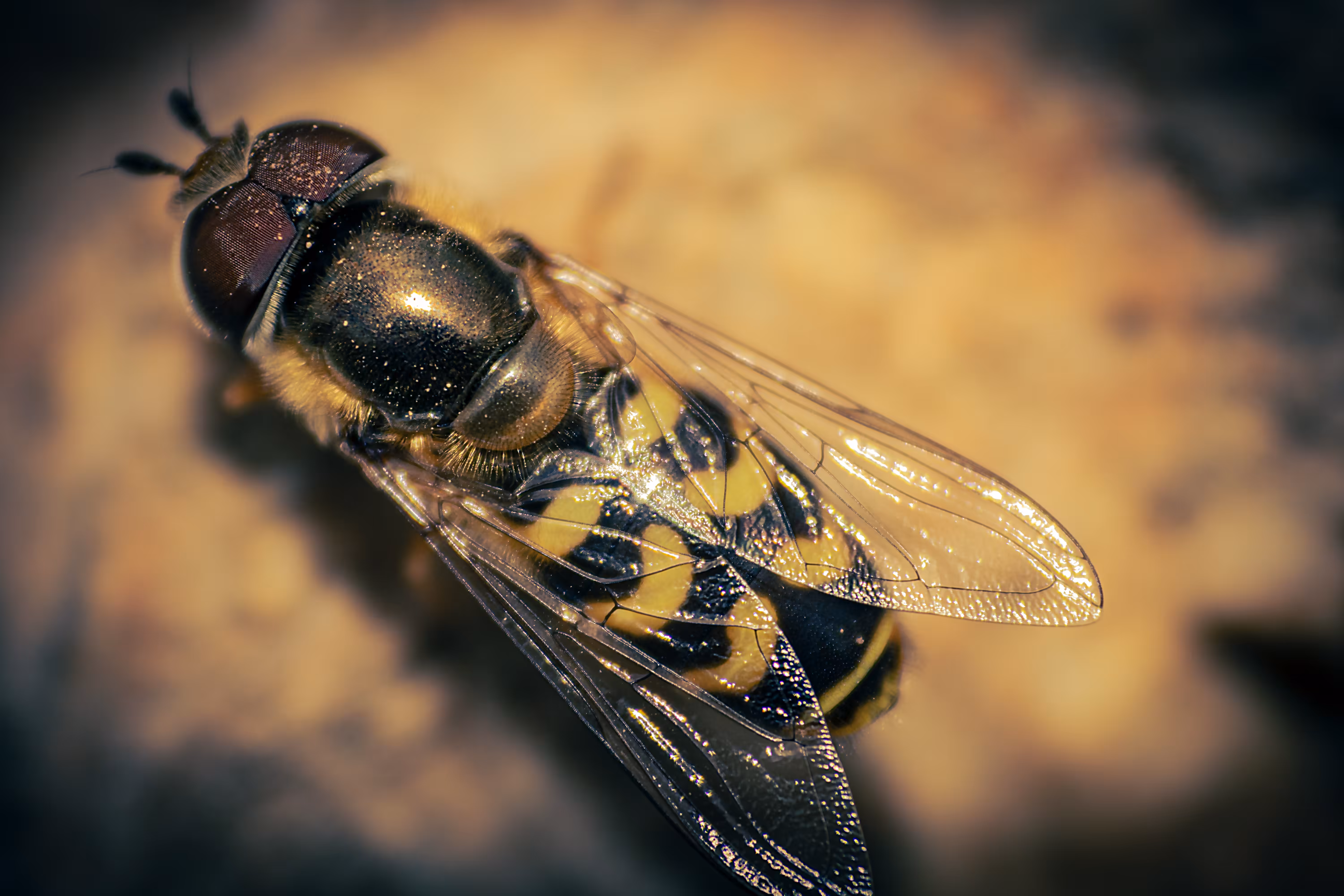 Just a hoverfly