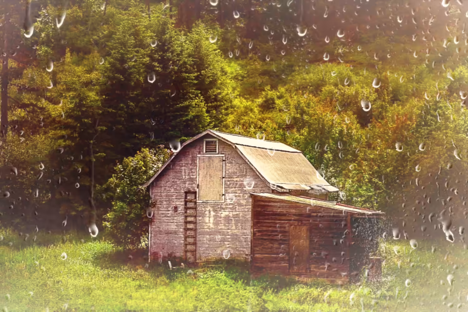 Rainy Forest