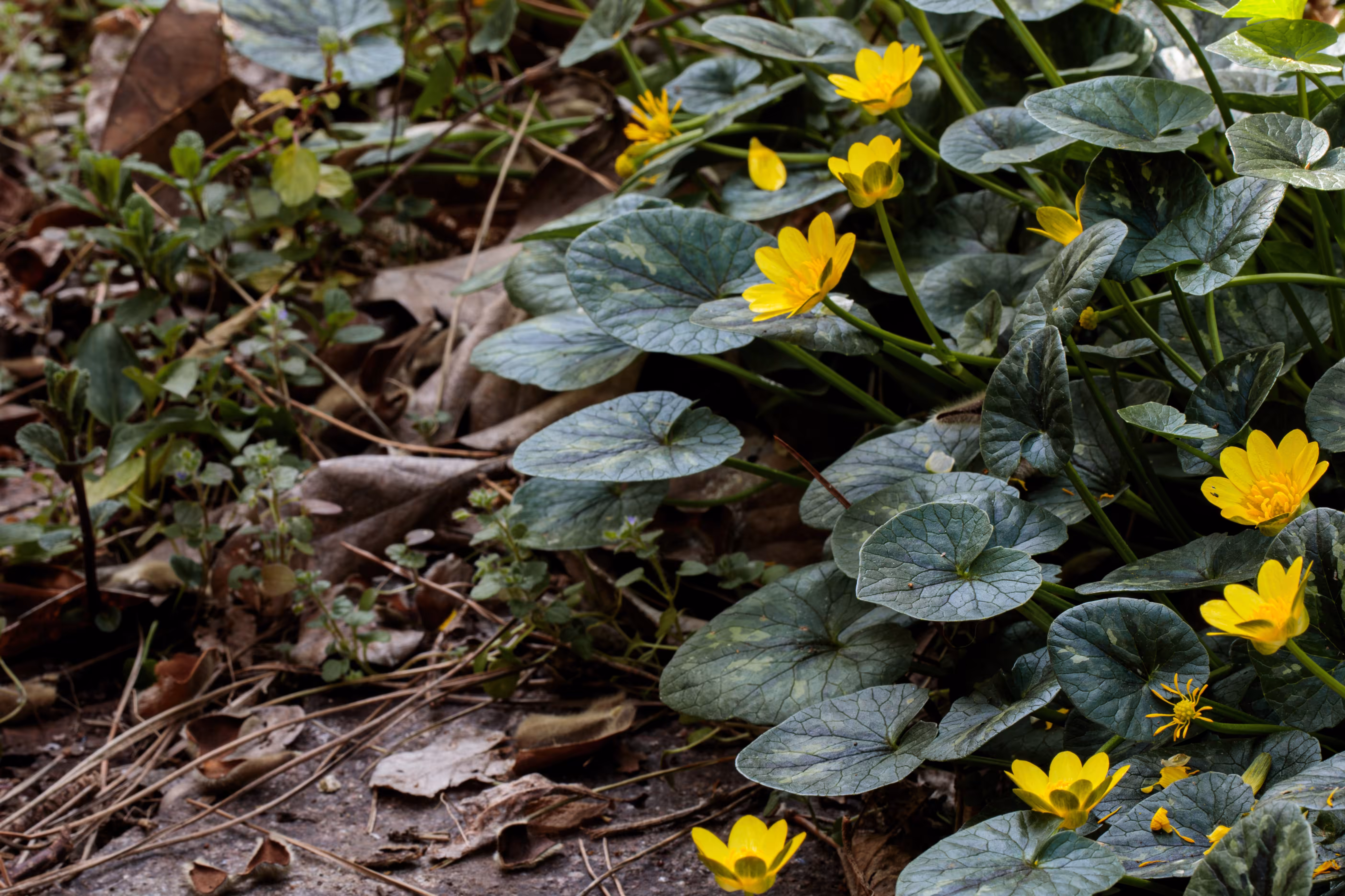 Spring Is Arriving: Joys to Come