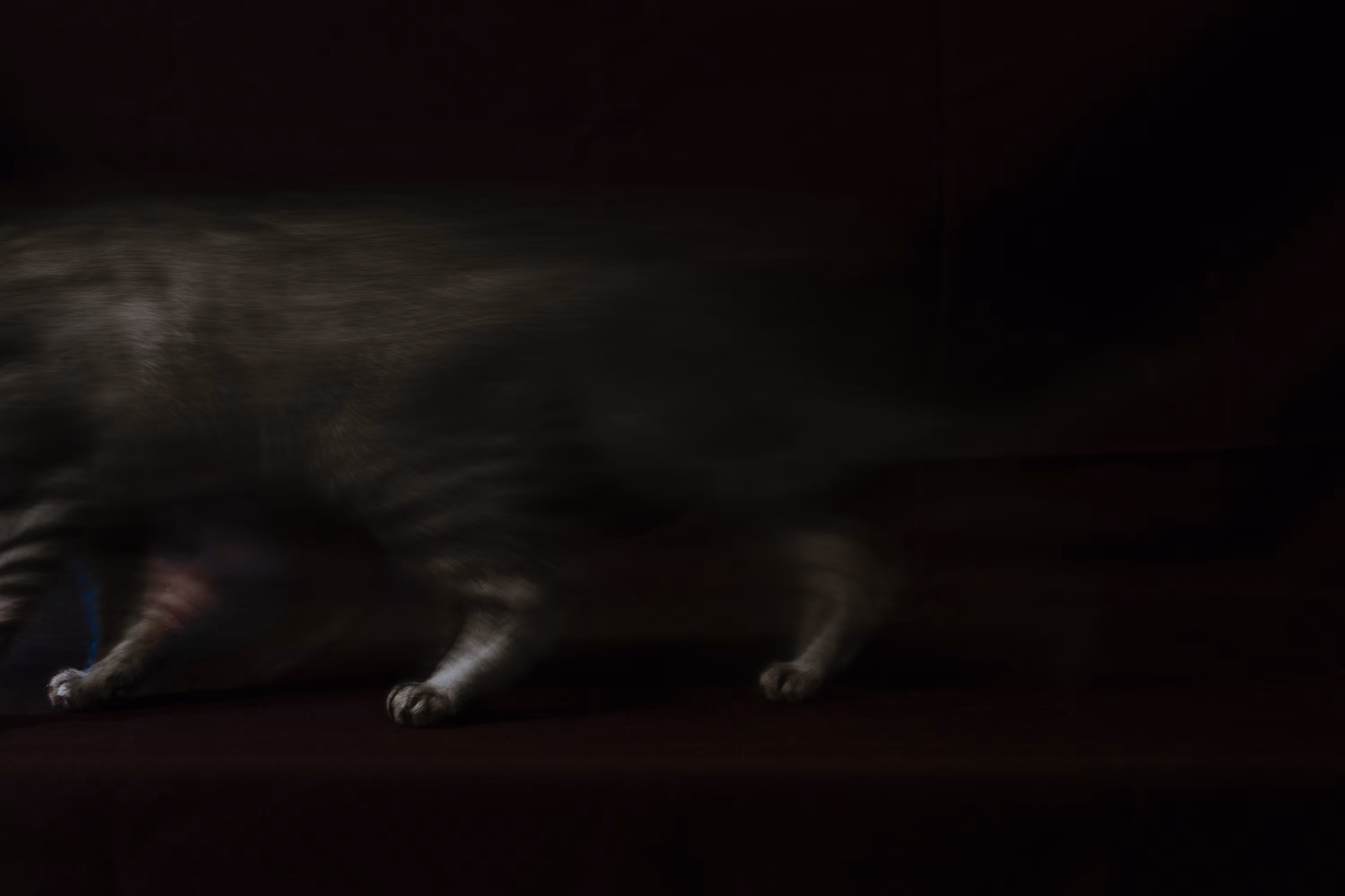 The memory of a beloved pet