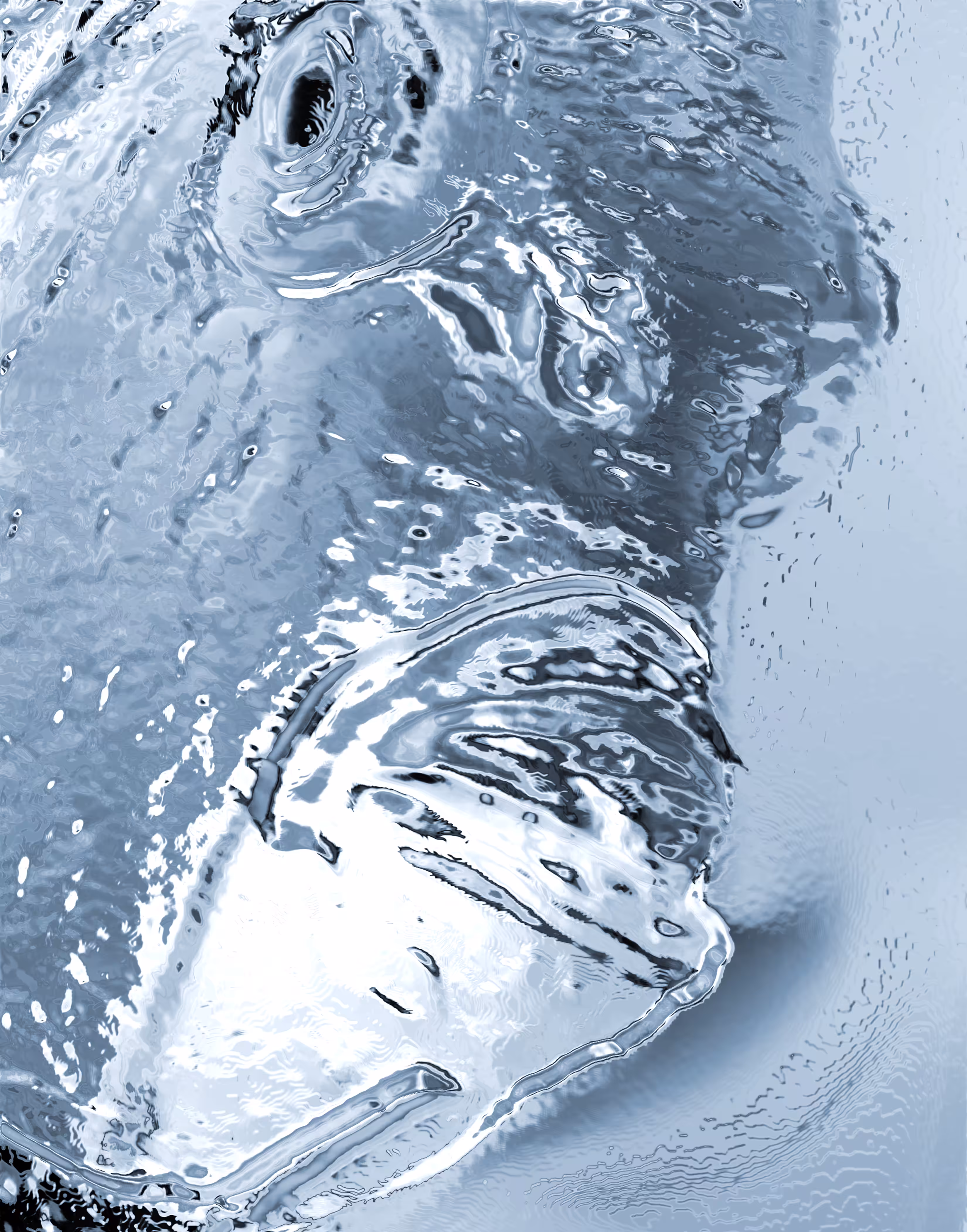 Silver Fish