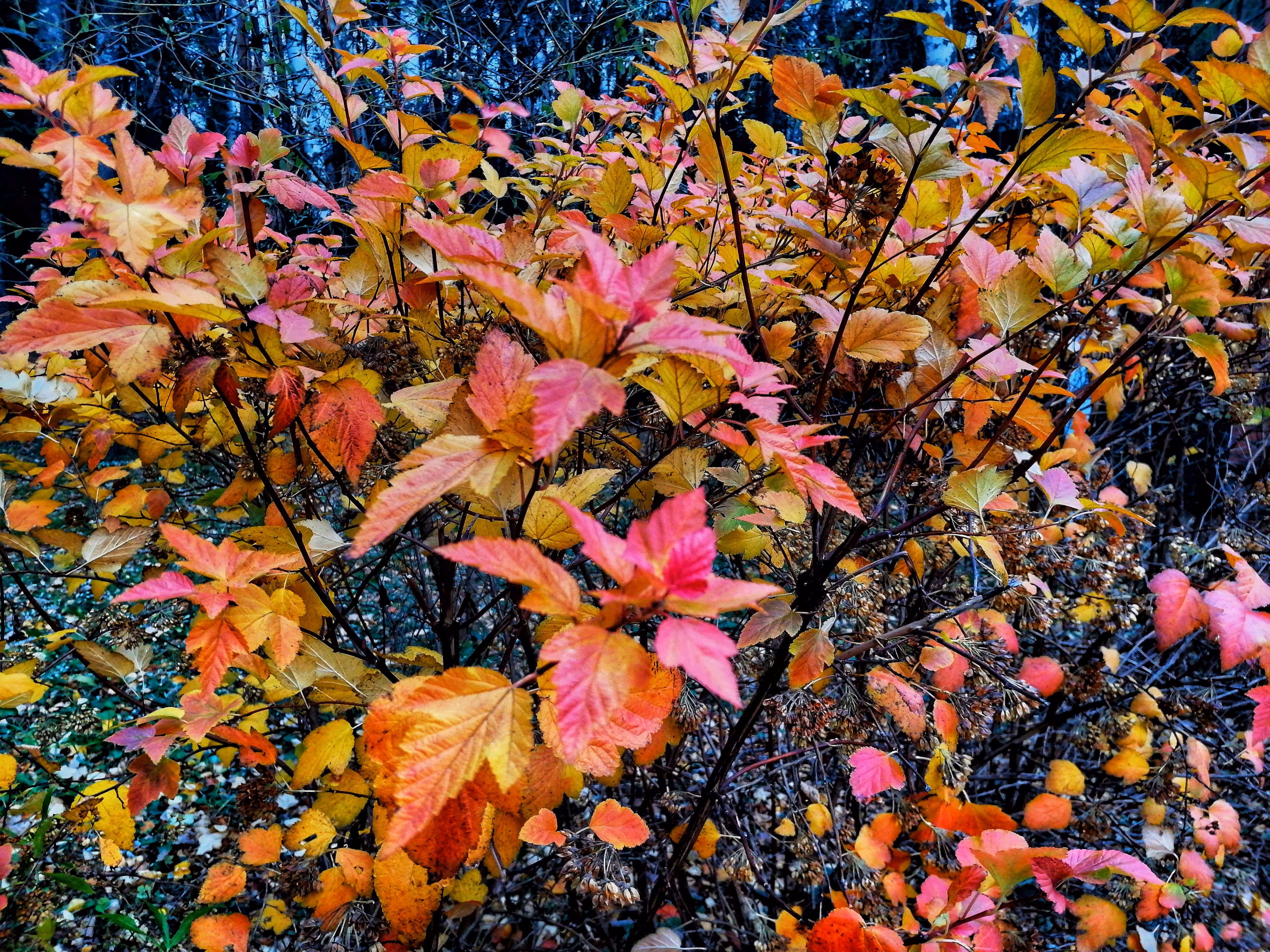 Magic of Autumn #2