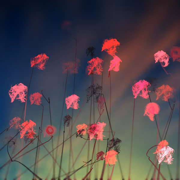 Cottongrass #7
