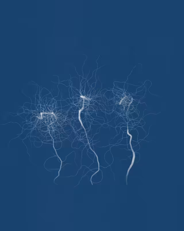 Cyanotypes #275