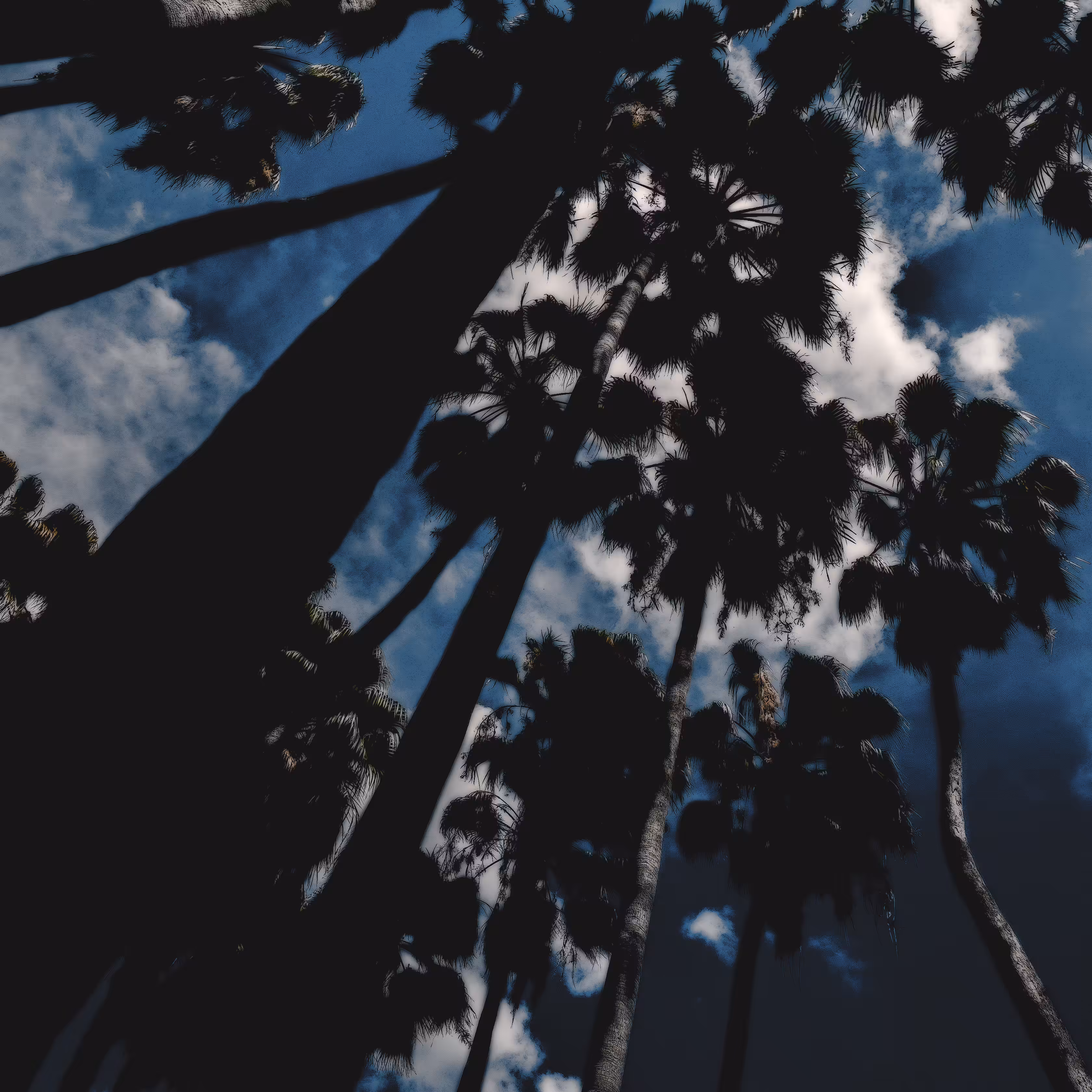 Arboreal Beings
