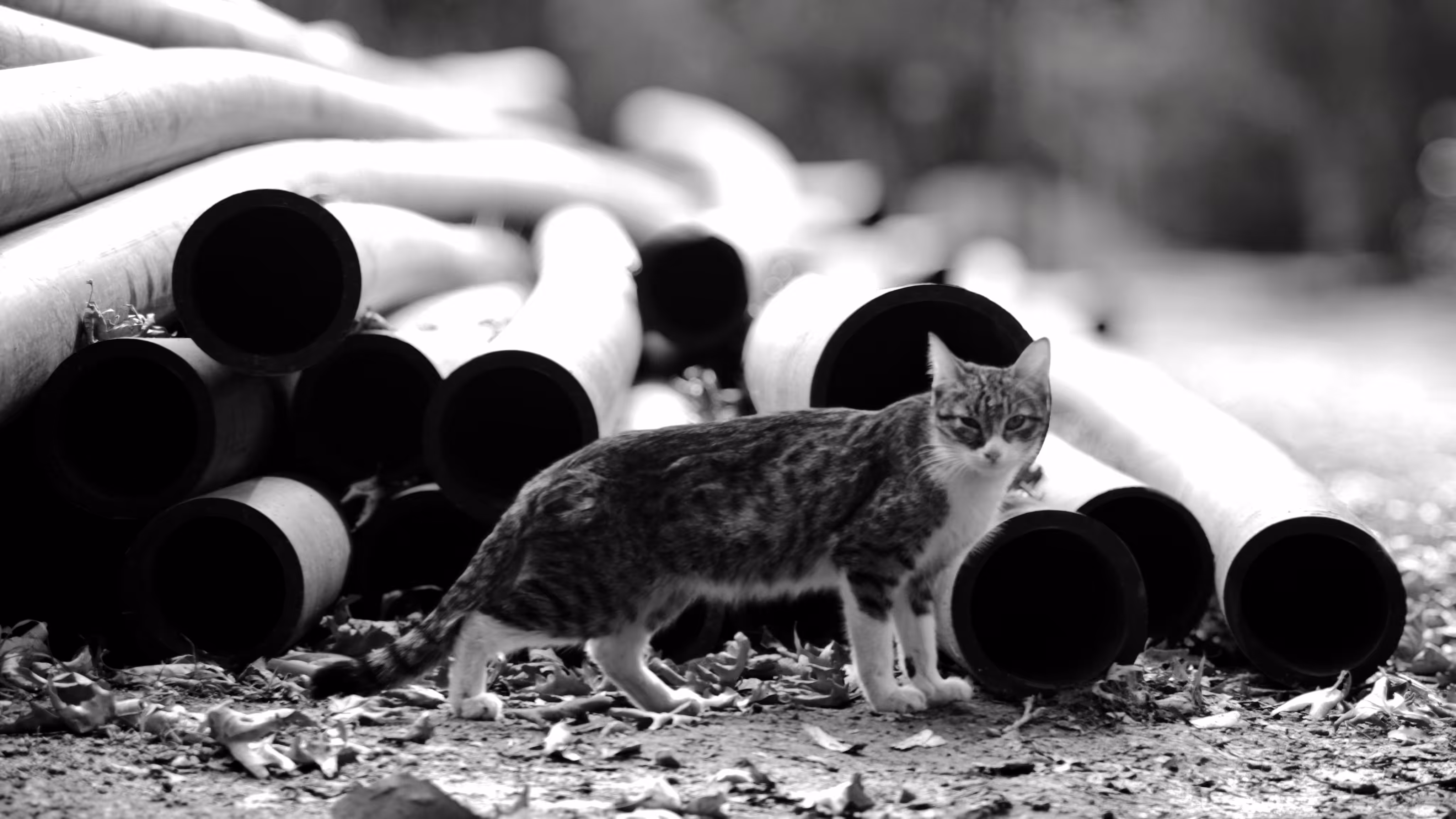 Feline Guardian of the Ruins