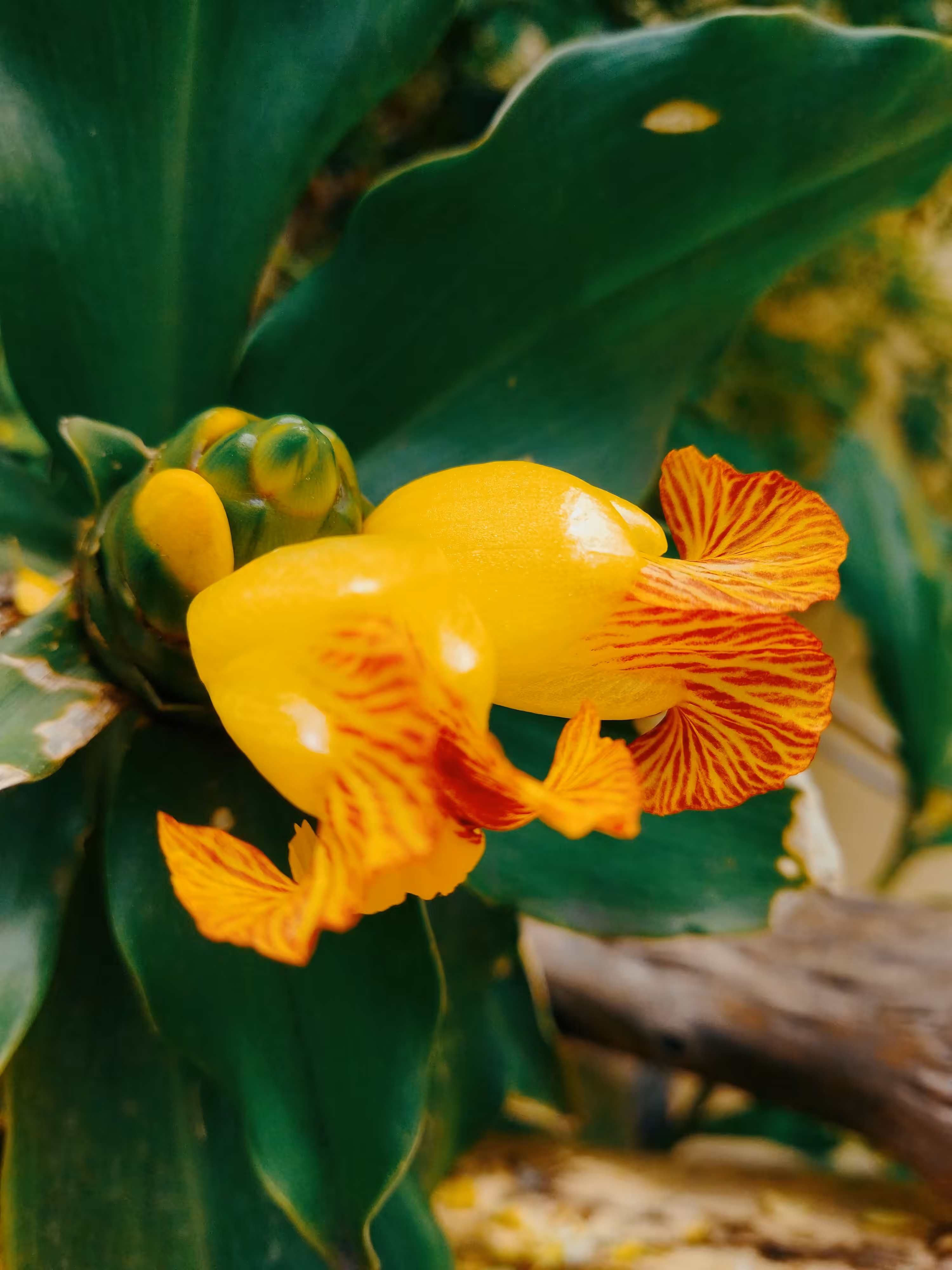 Spiral Ginger Flowers 