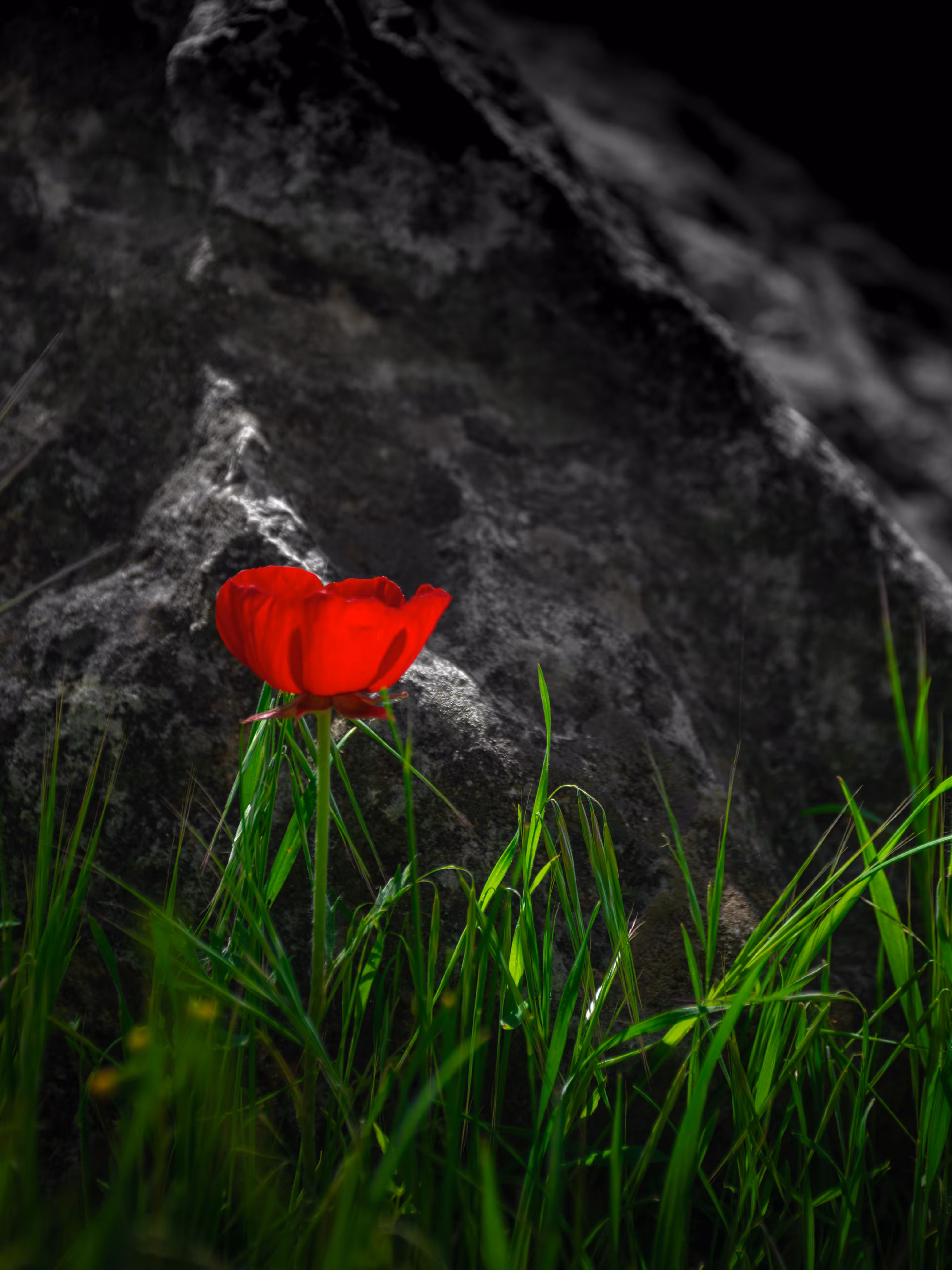 Every flower survives