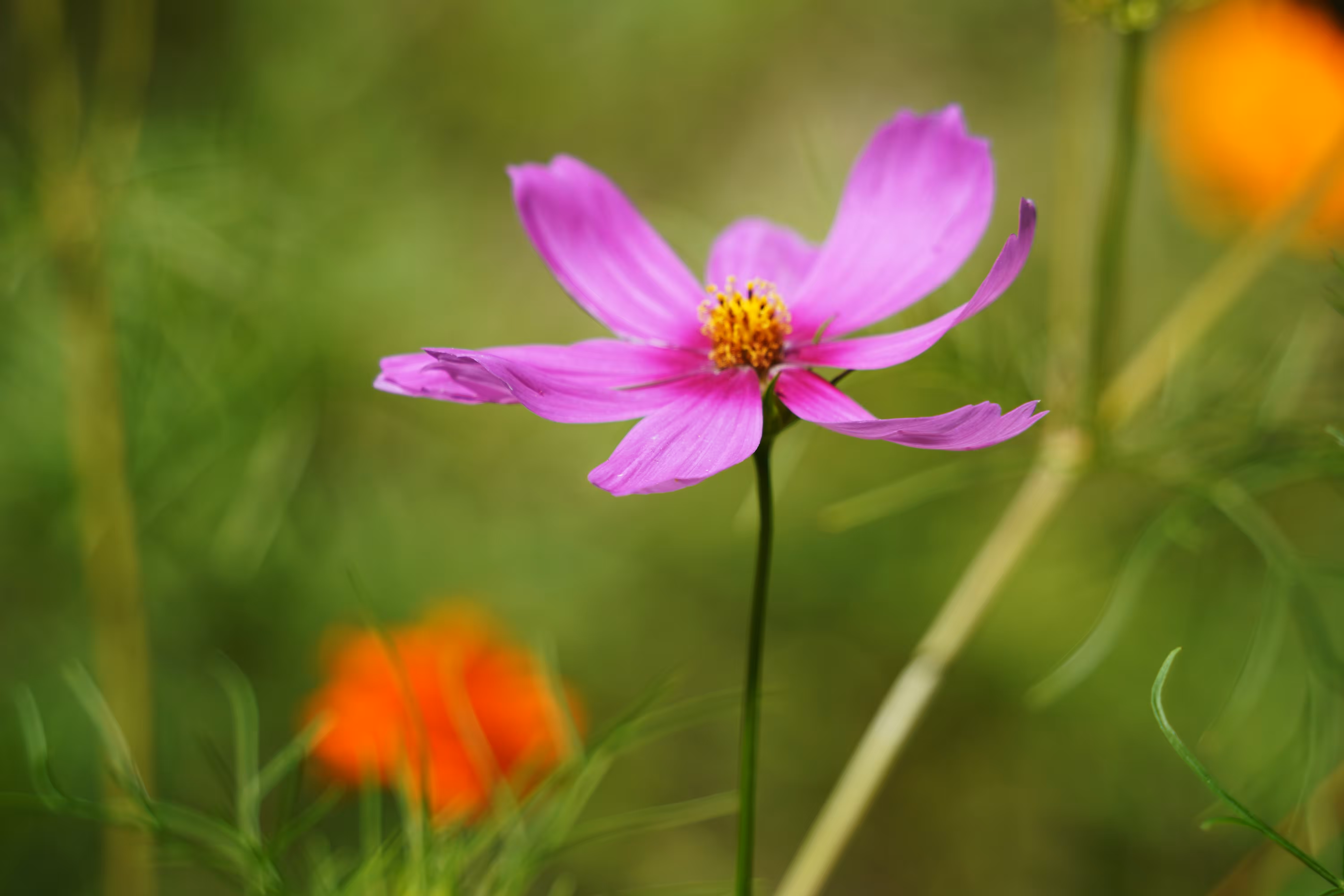 Floral Elegance: The Radiance of a Garden Cosmo at Cypress Gardens