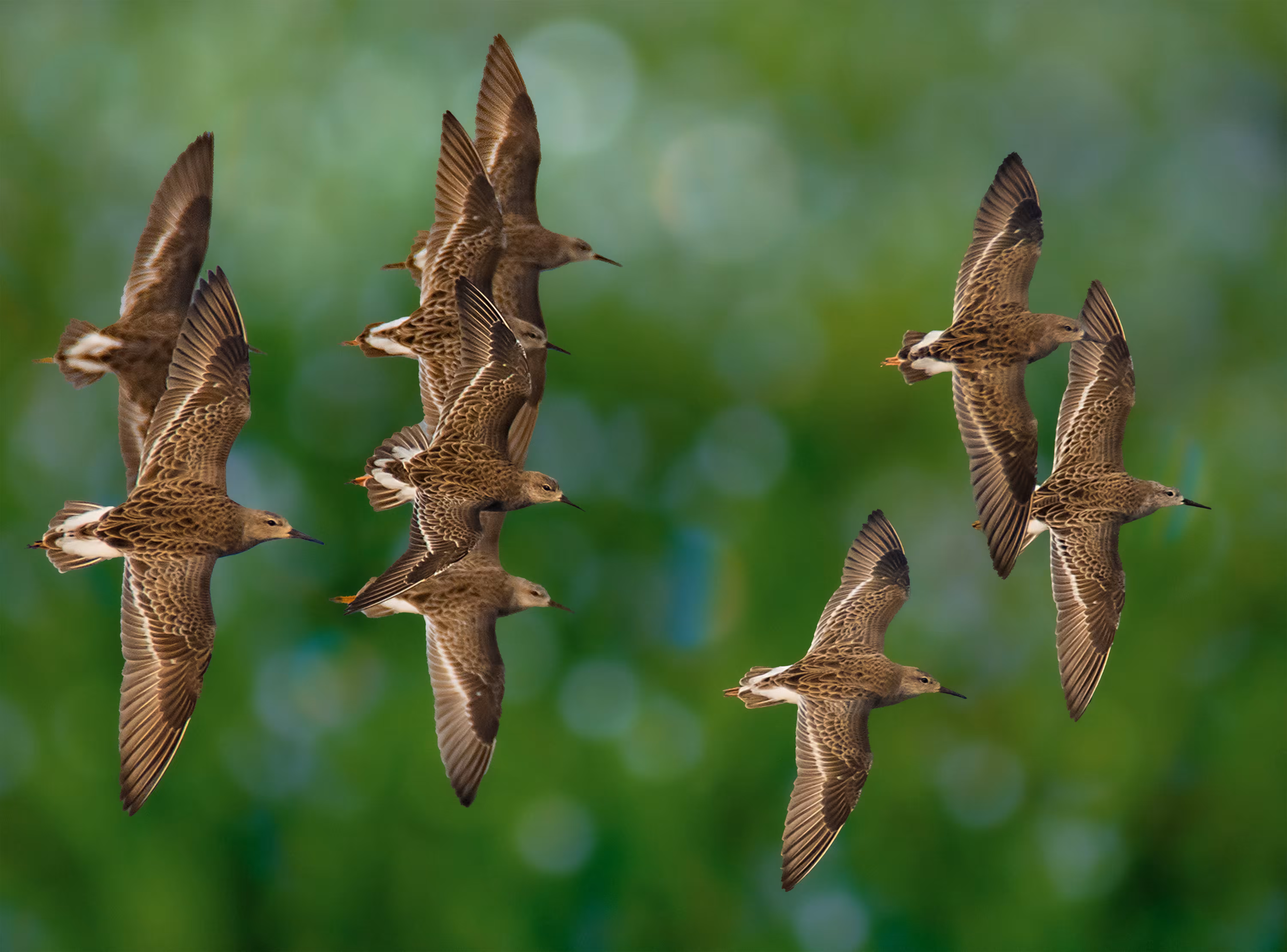Ruff Formation