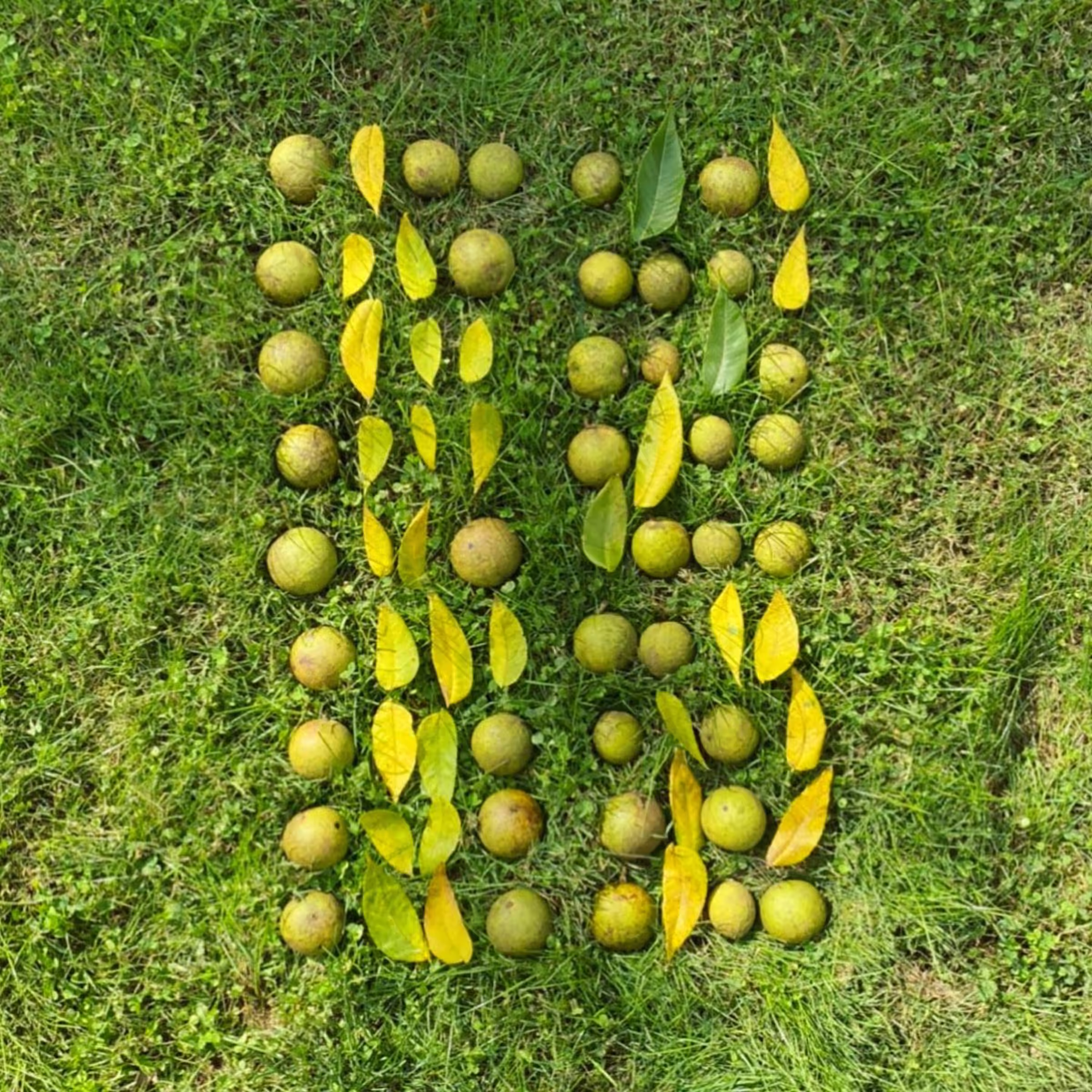 Analog Binary Code: Earthseed (After Octavia Butler)