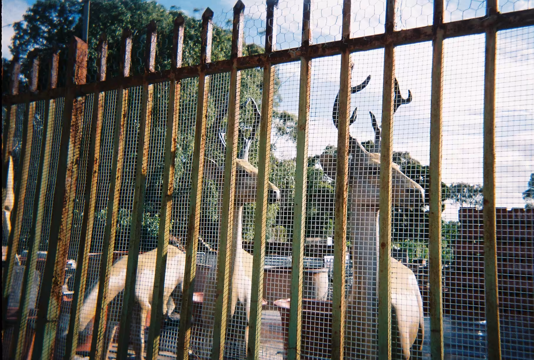 Day355 ZOO