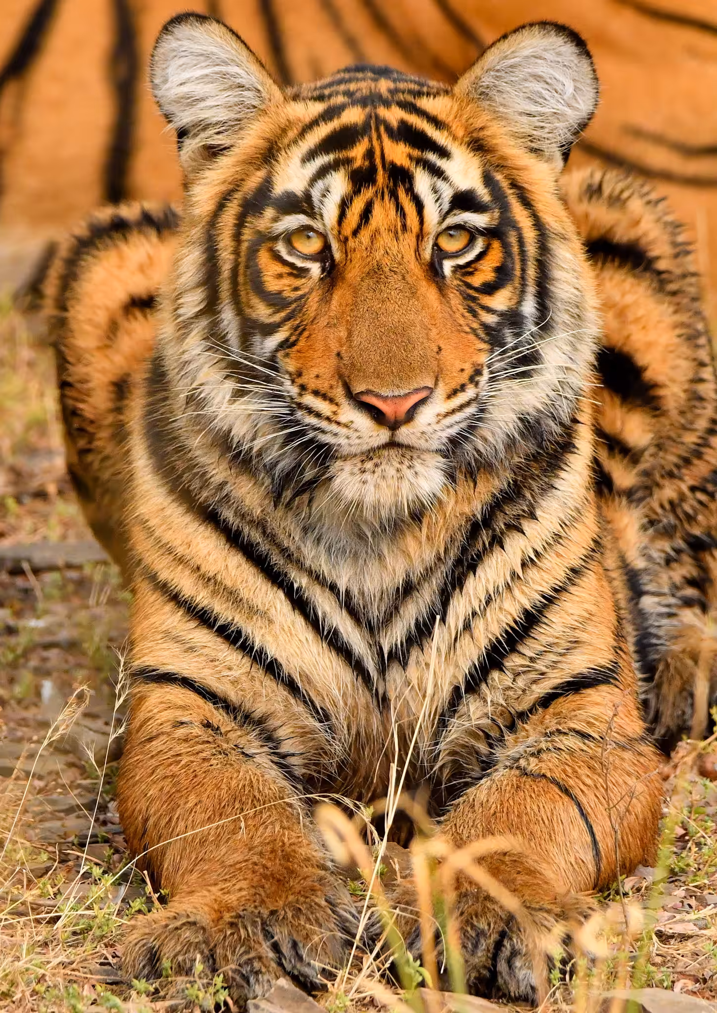 TIGER TRAILS #12