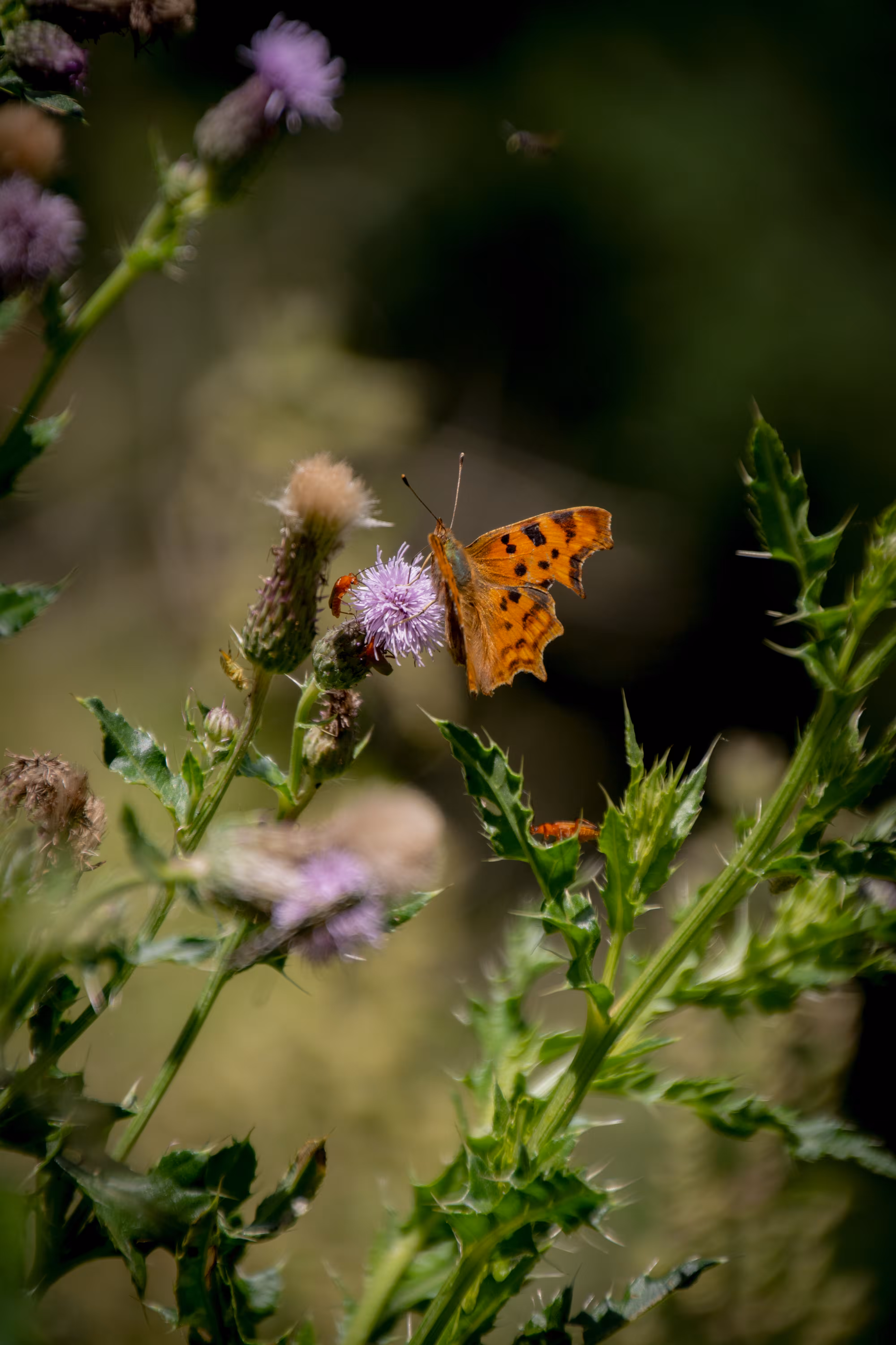 Look what I saw through my lens: Summer Joy!