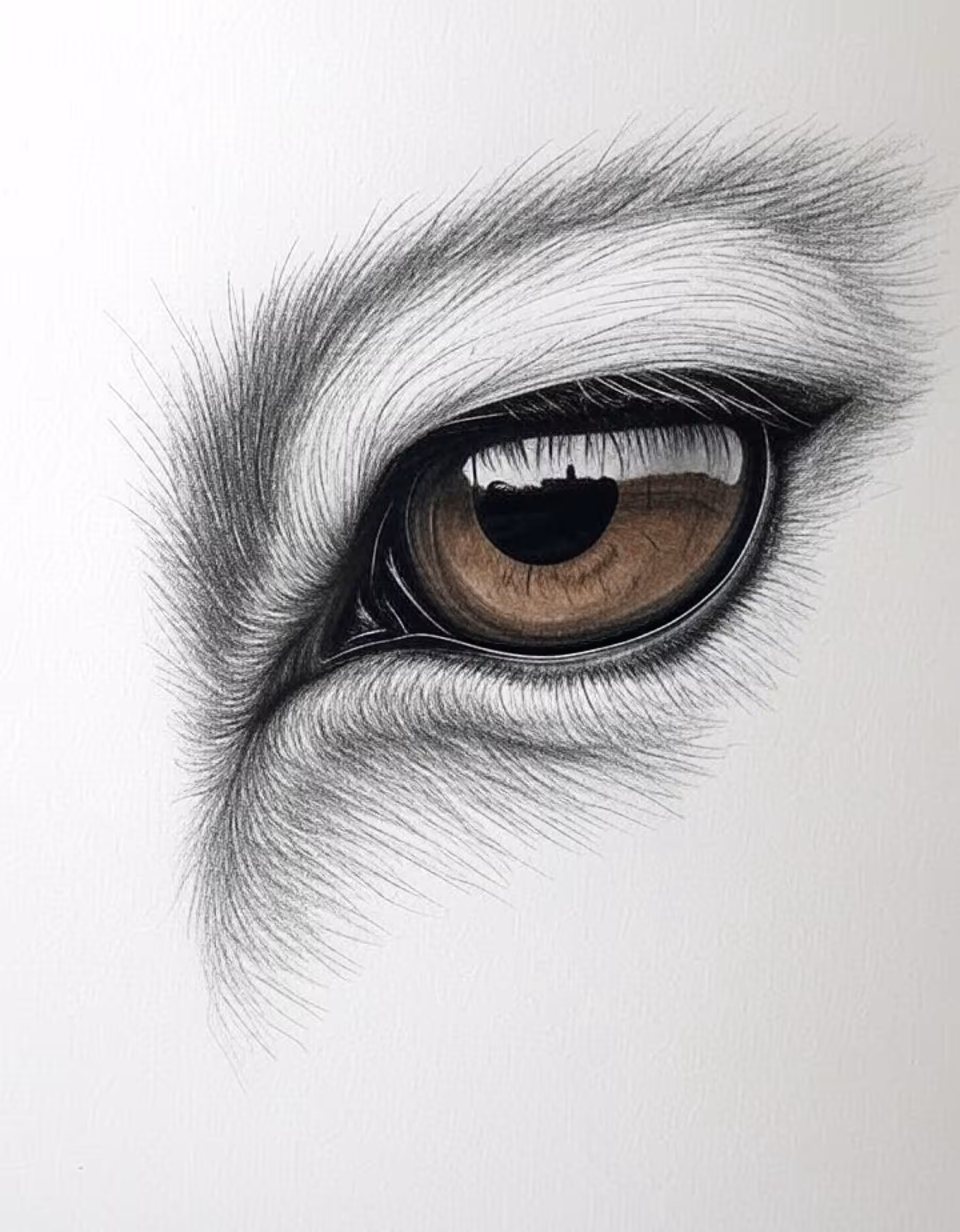 Deer Eye
