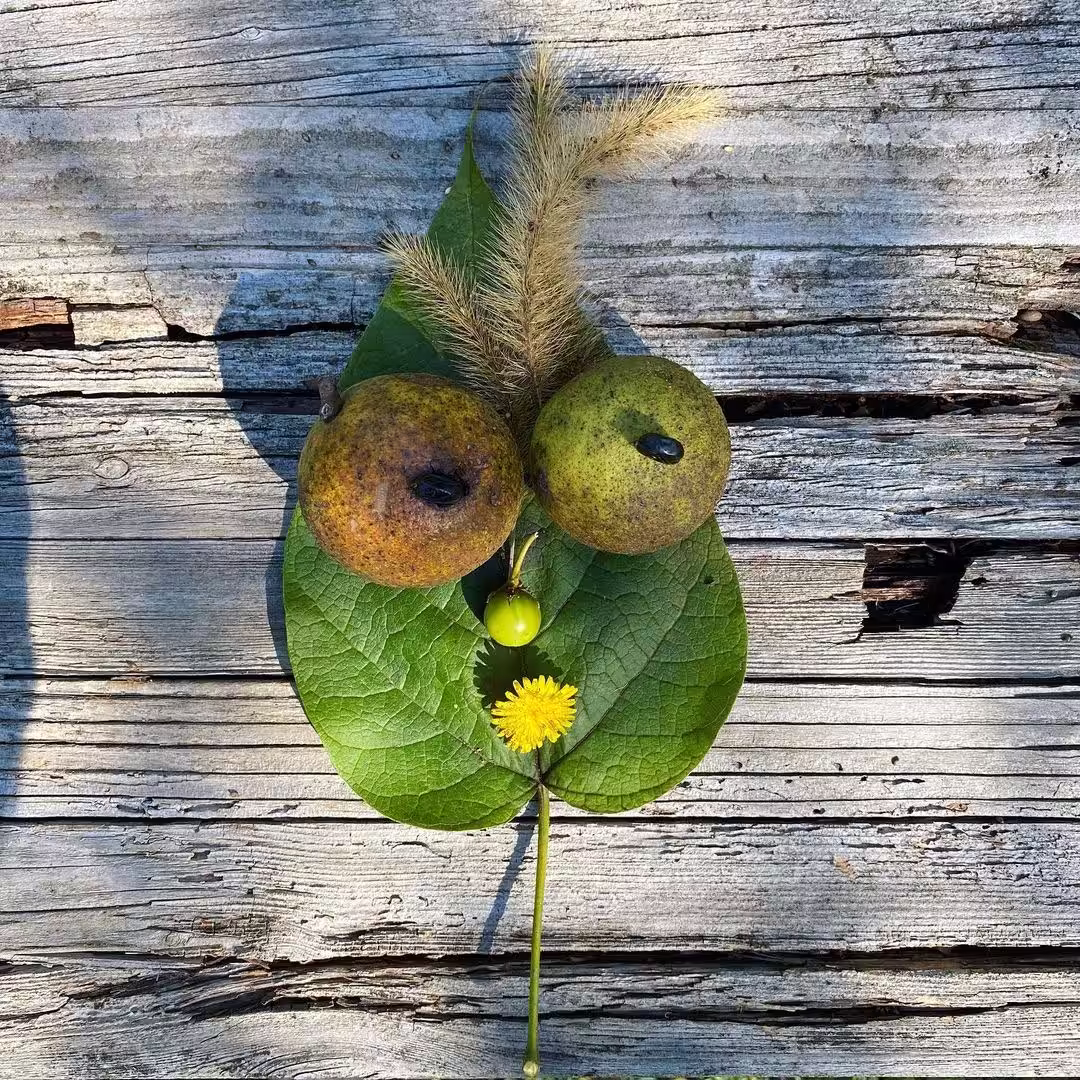 EcoPunk 2