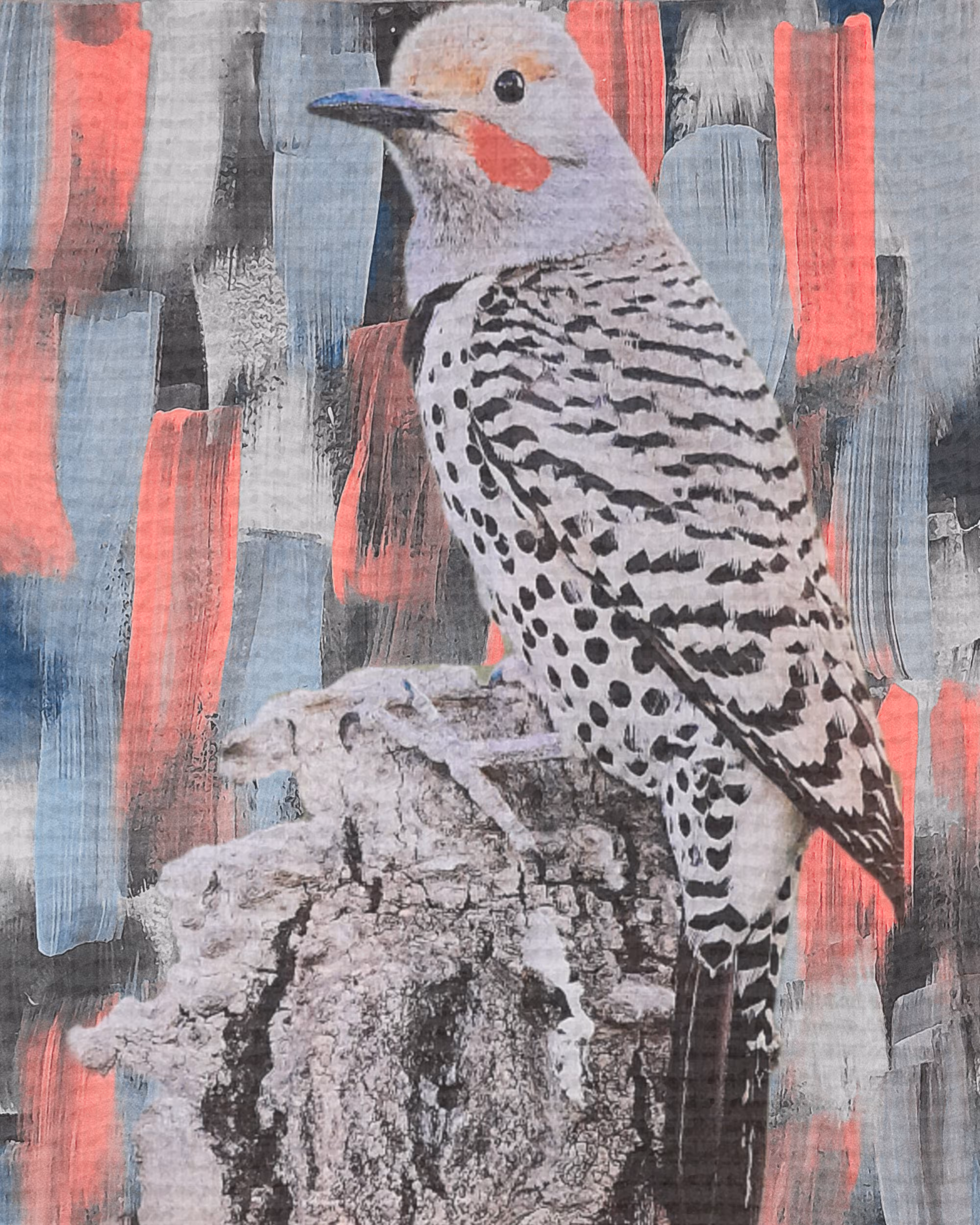 Echo of the Northern Flicker
