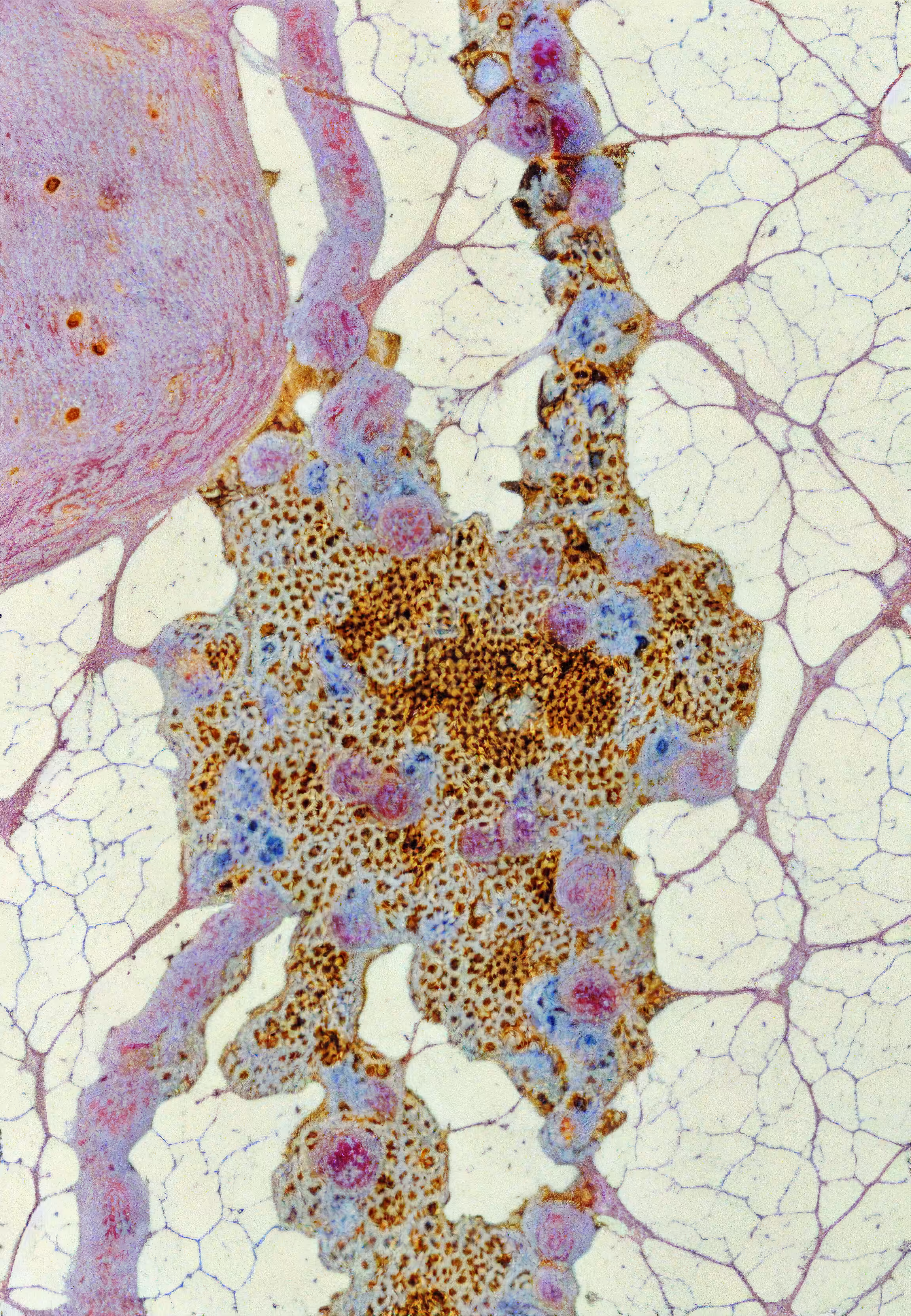 Histologia In Silico #52