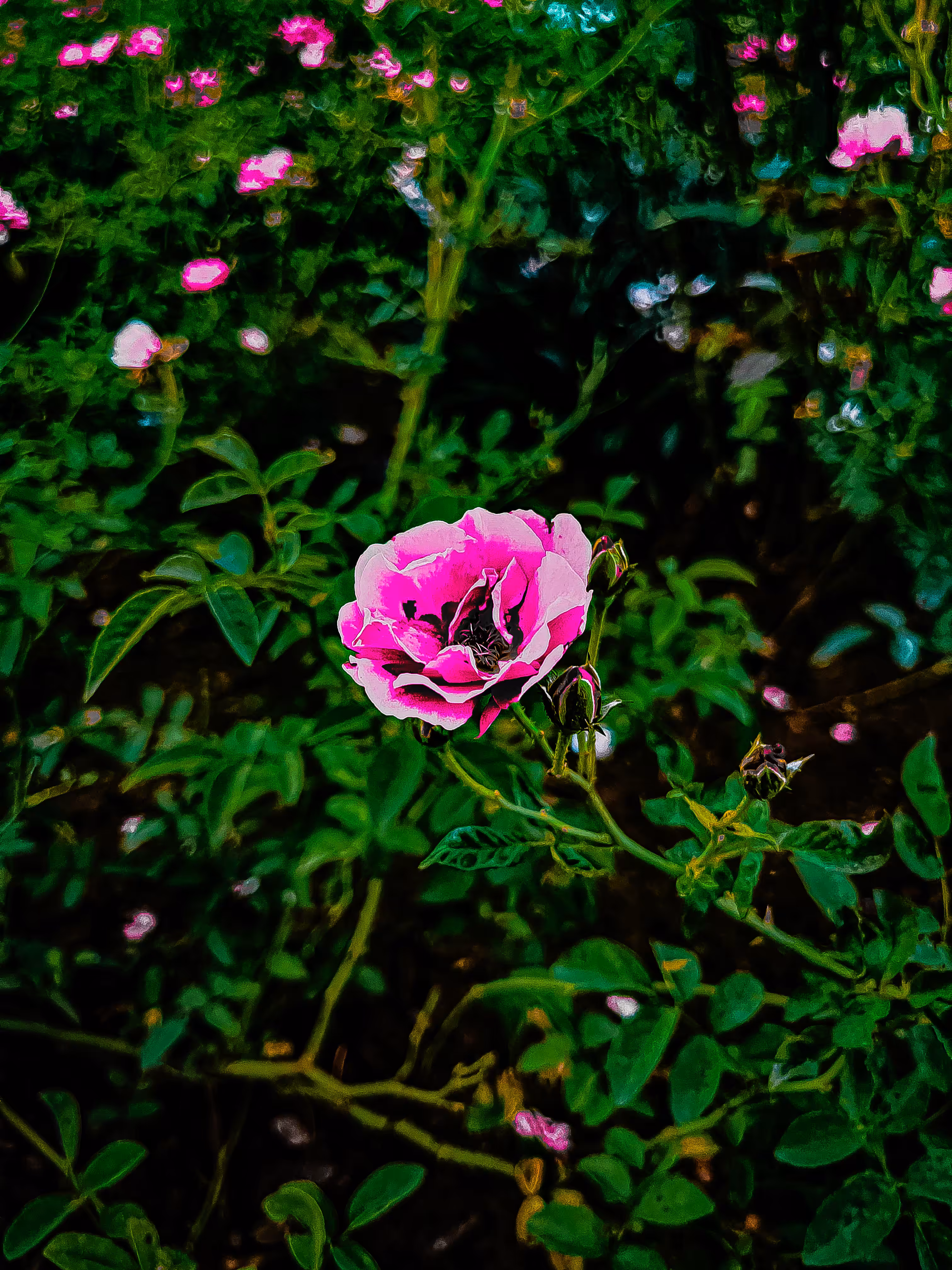“The Rose Remembers”