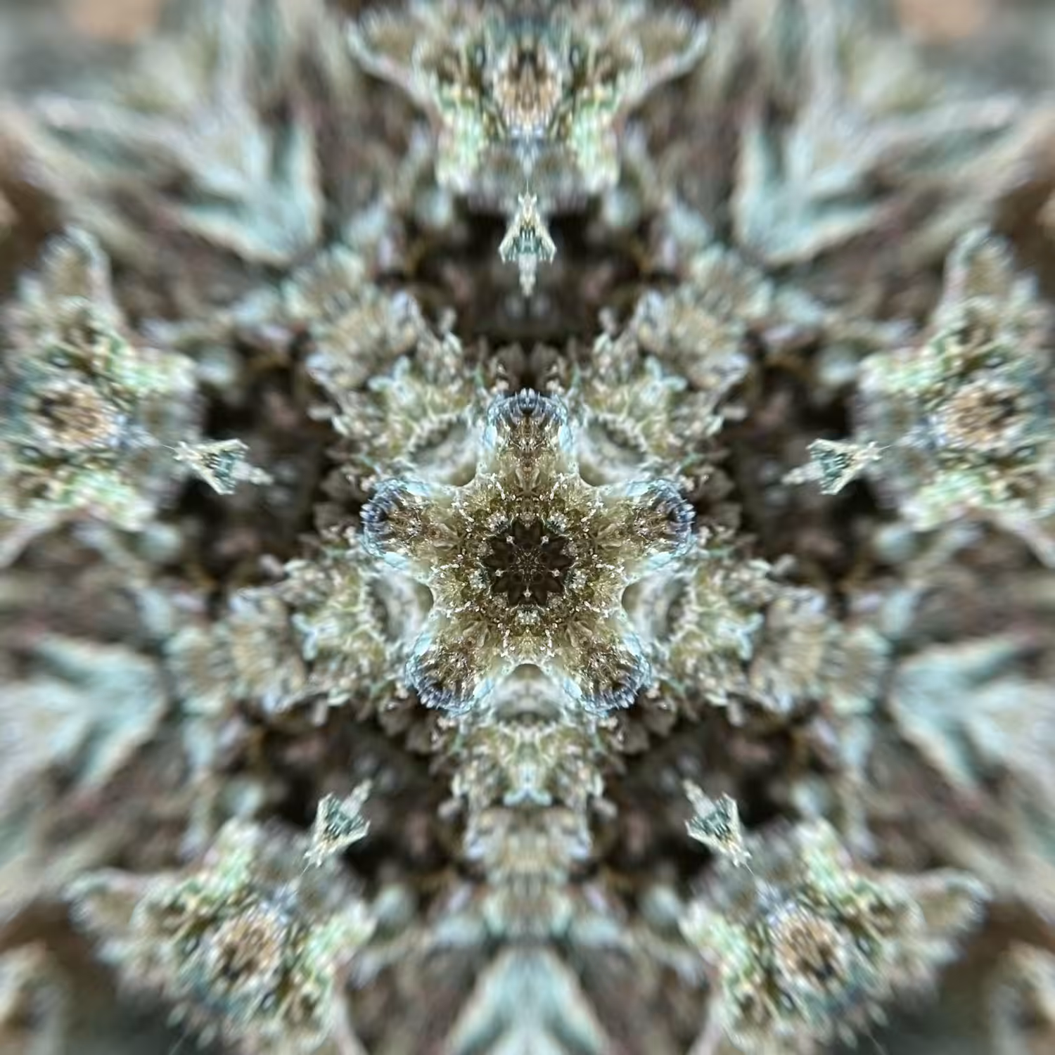 Flower Mandala 08