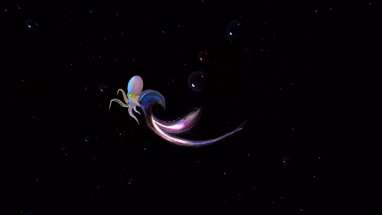 Blanket Octopus TBL1