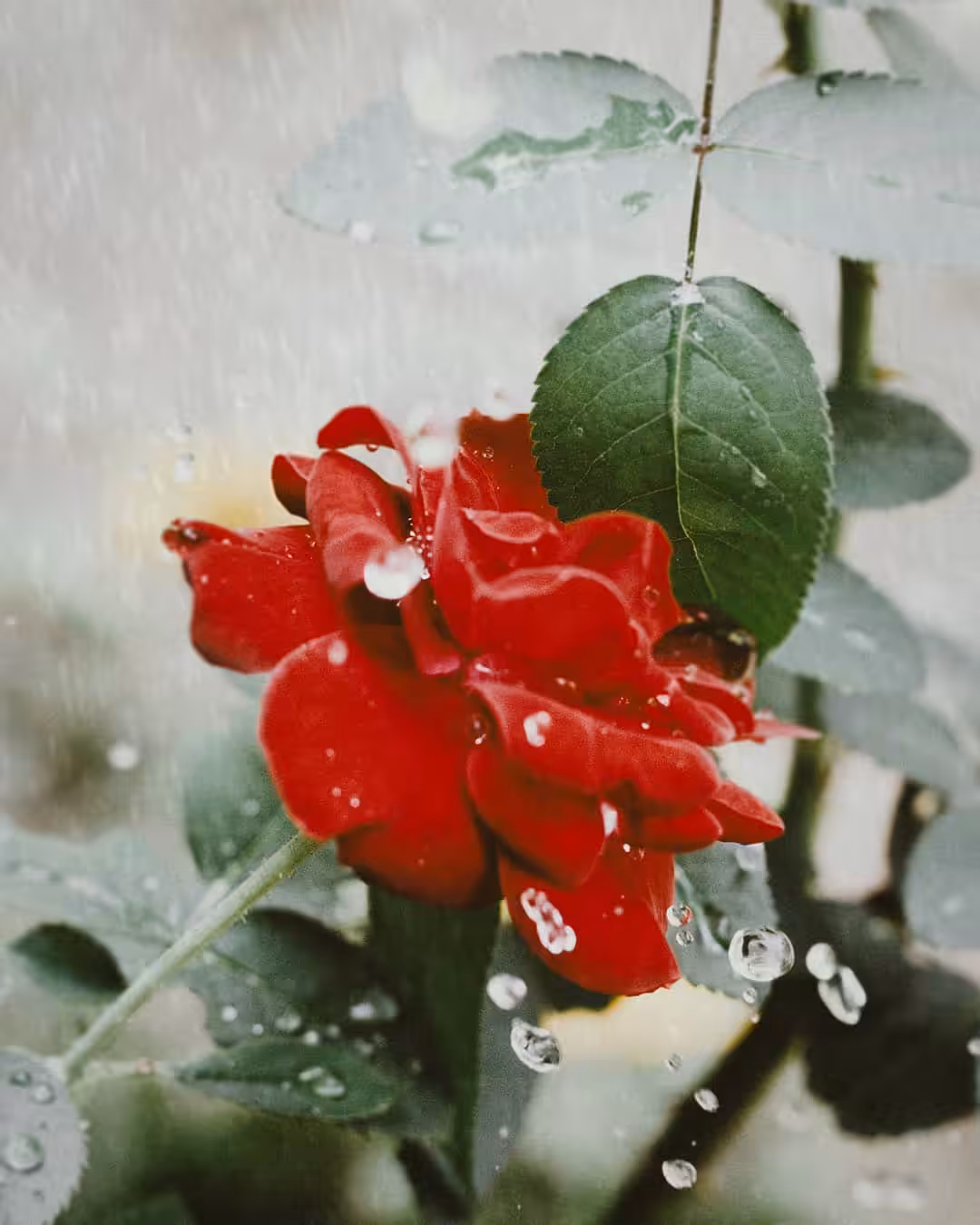 bloom #06