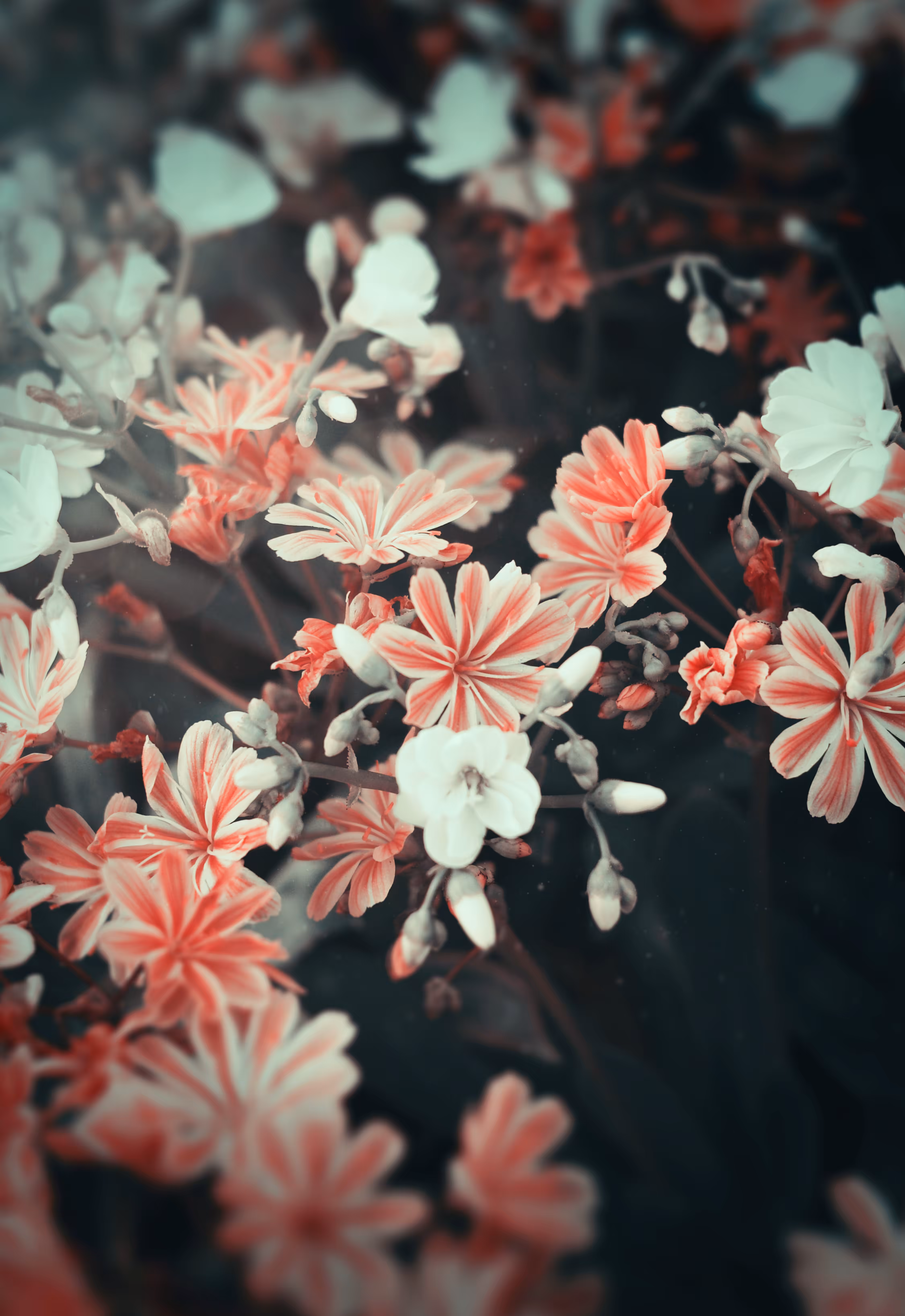 Lewisias