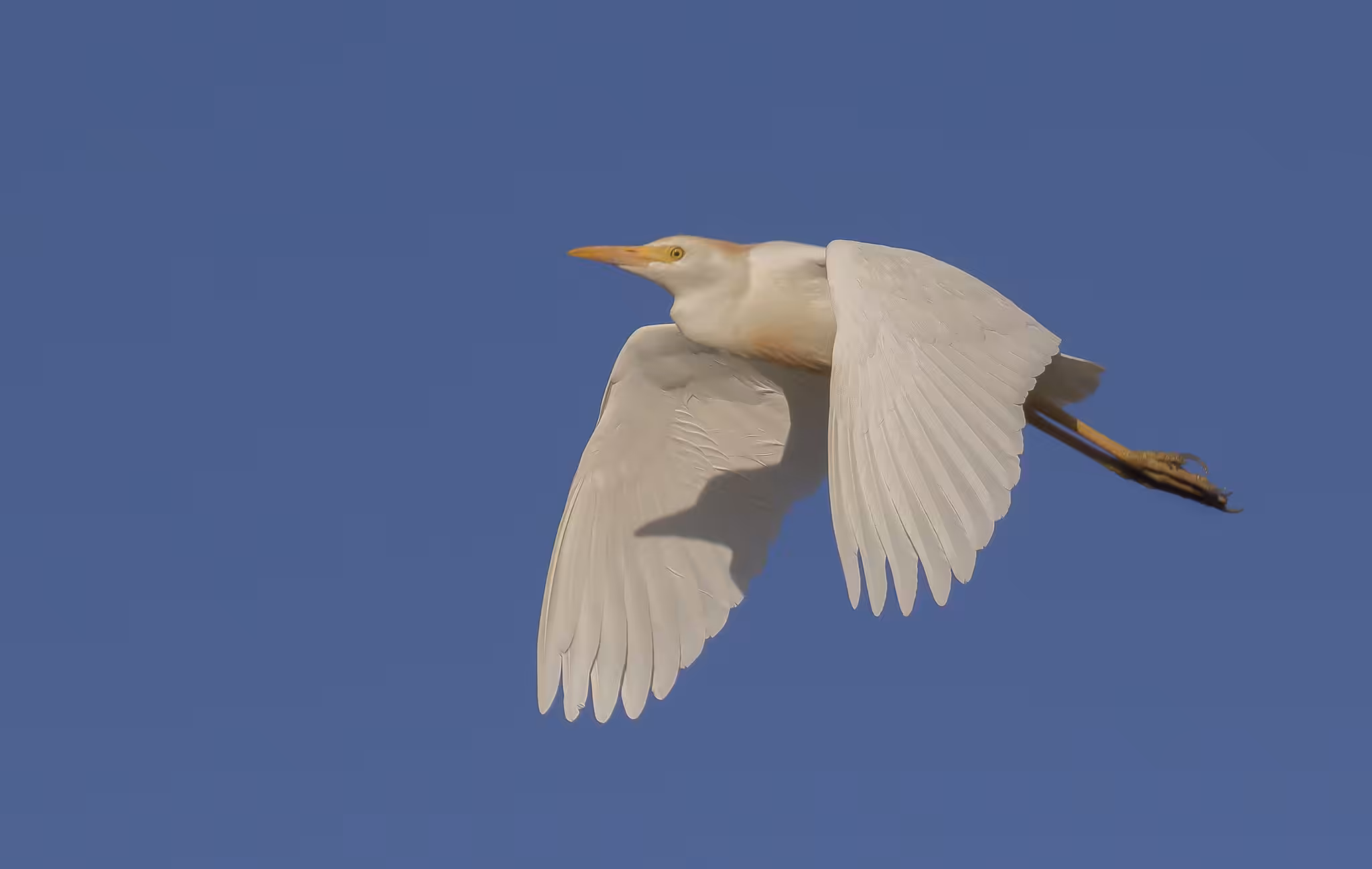 Western Cattle Egret 