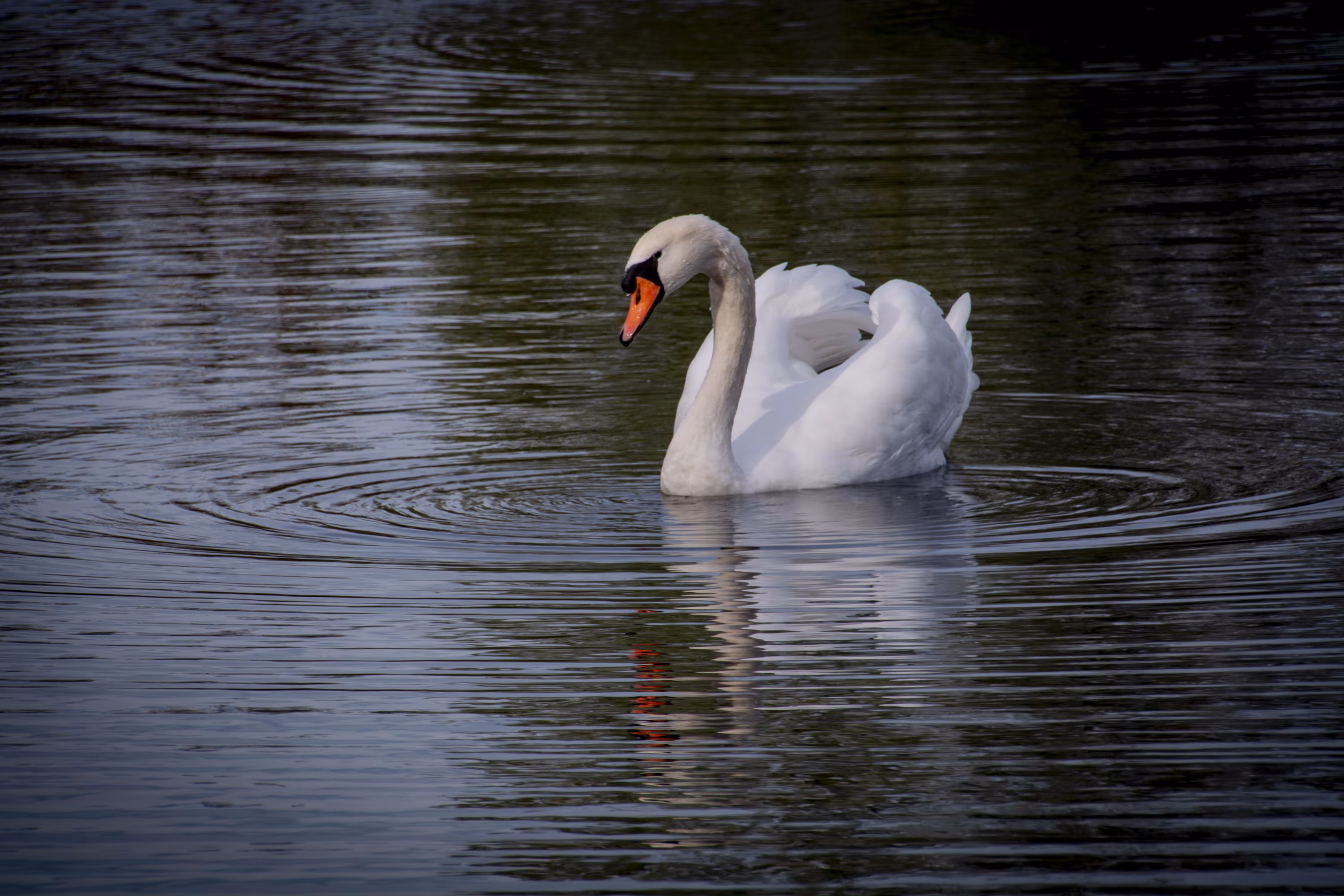 Swan