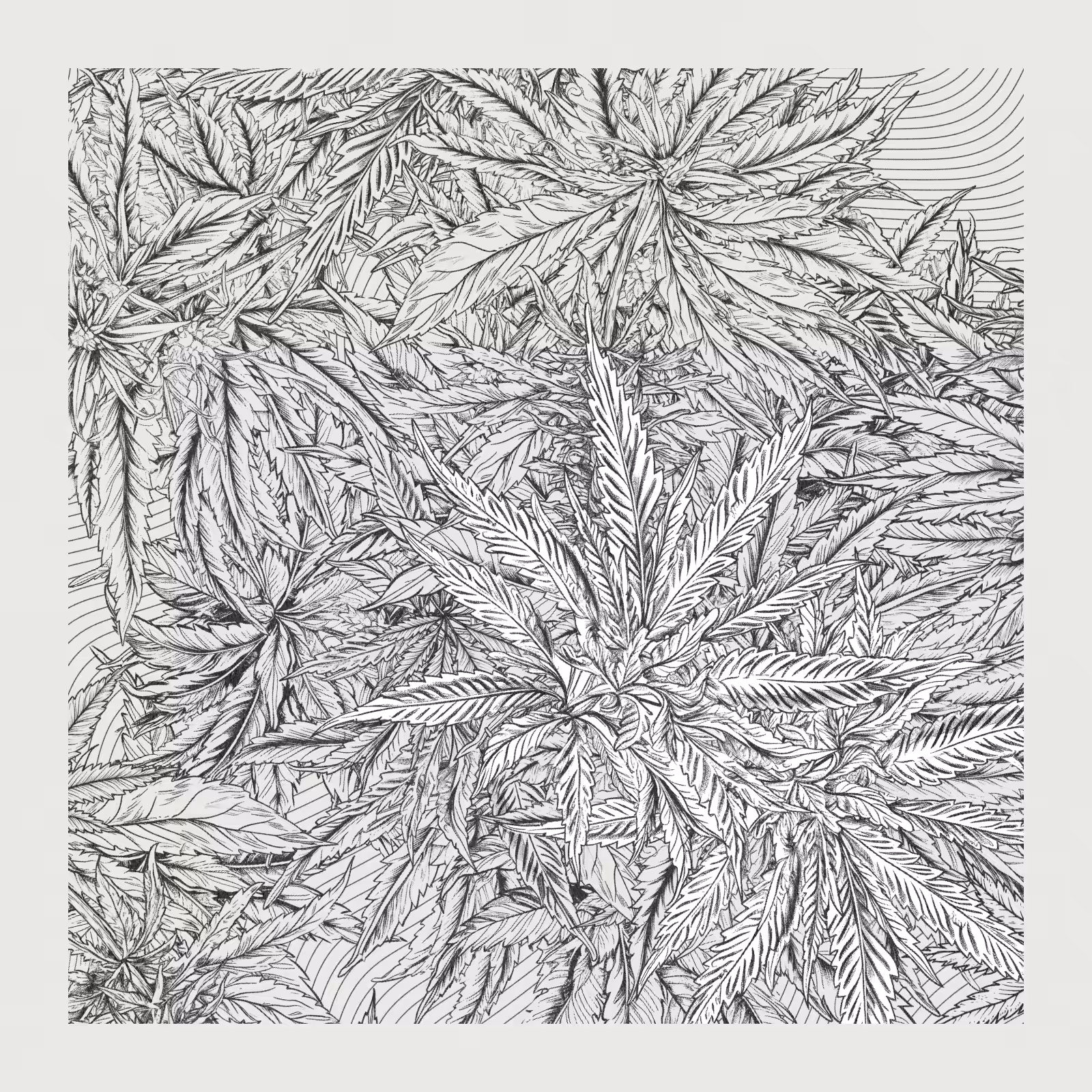 zancannabis #300