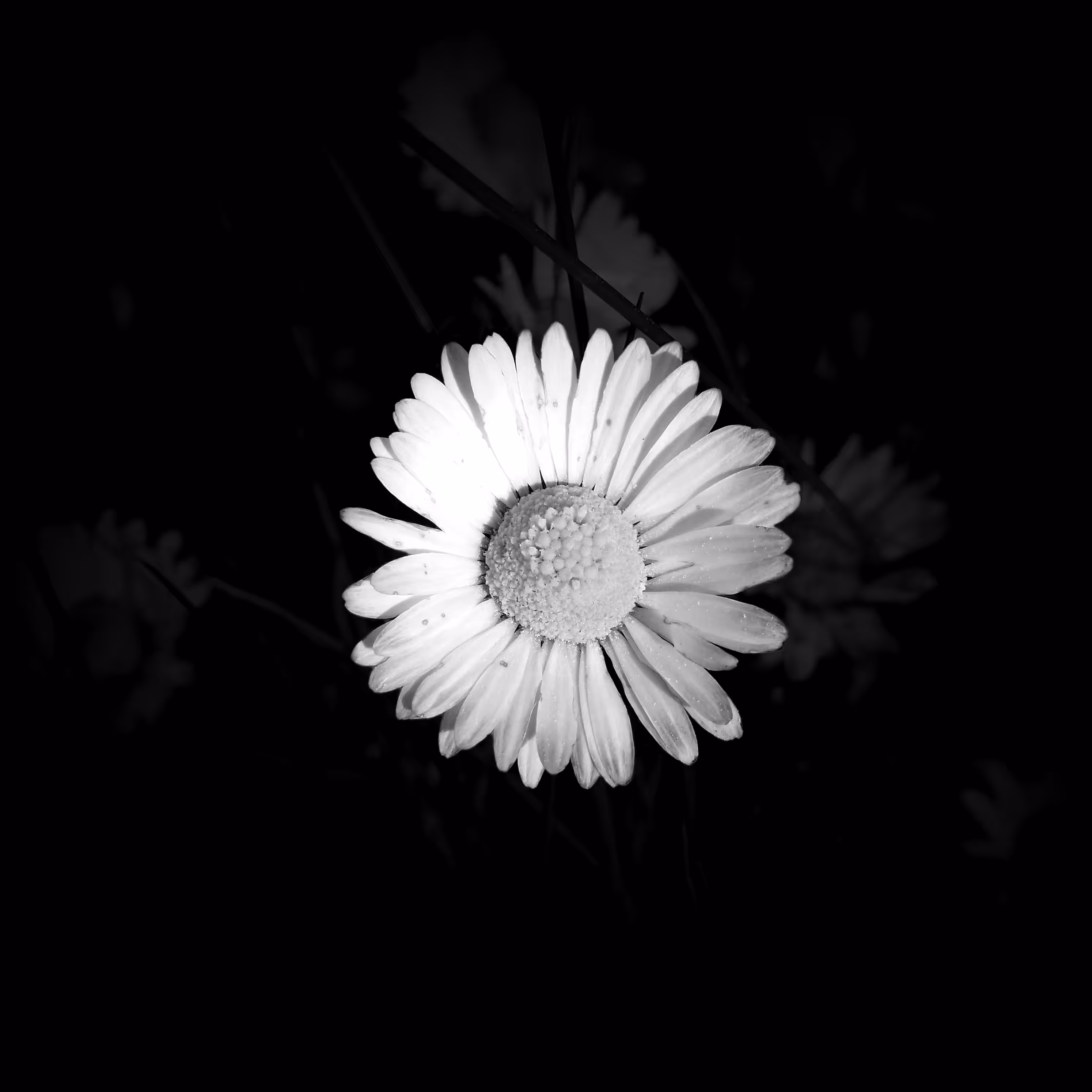 Flower 08