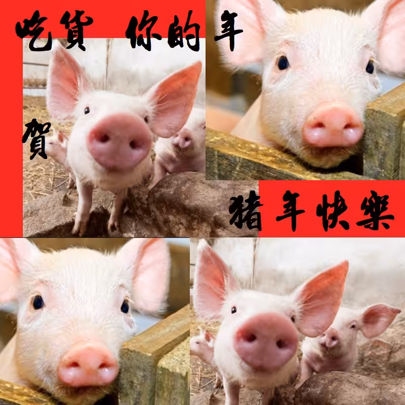 豬年快樂 Joyful IN PIG YEAR