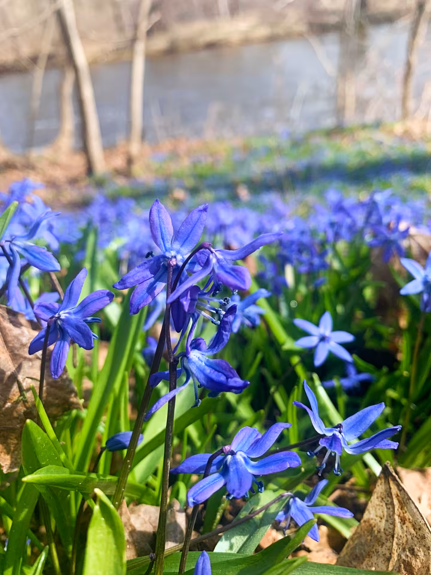 Enjoy the flowers.