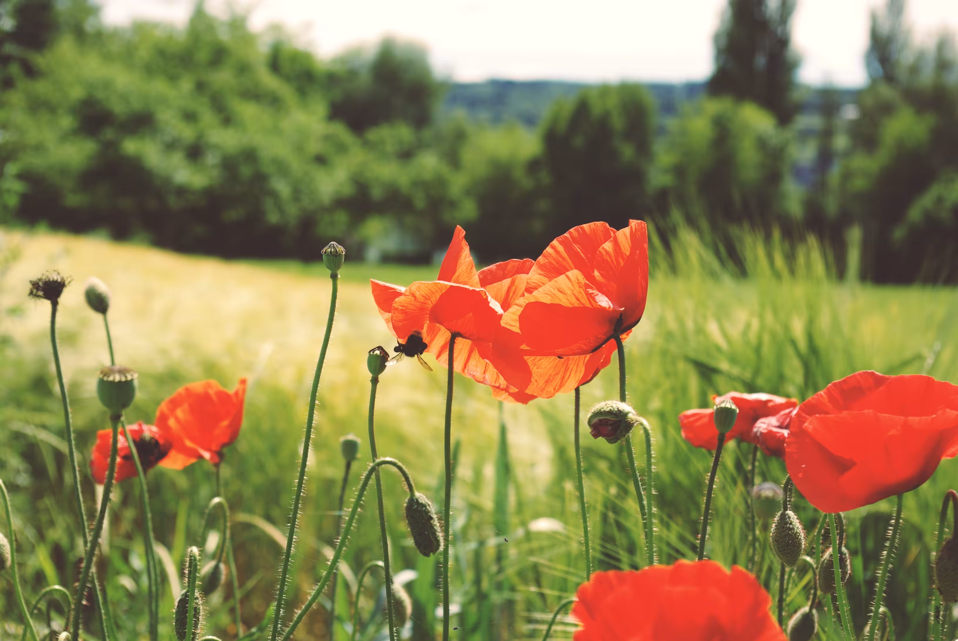 The Flower of Remembrance