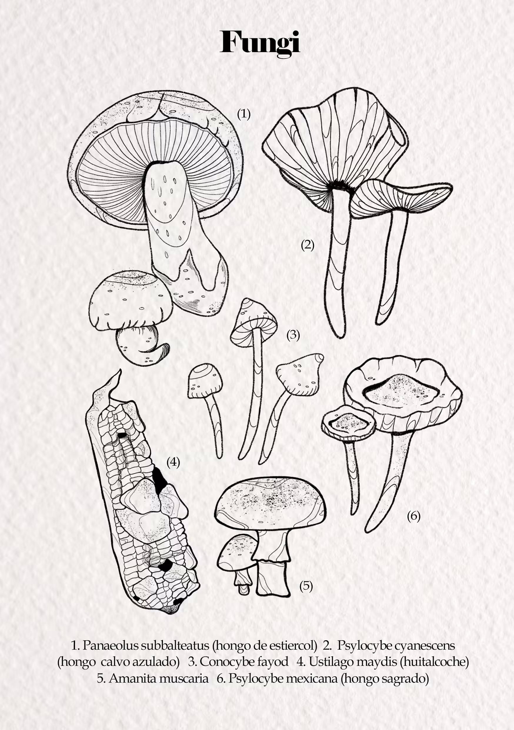 Fungi