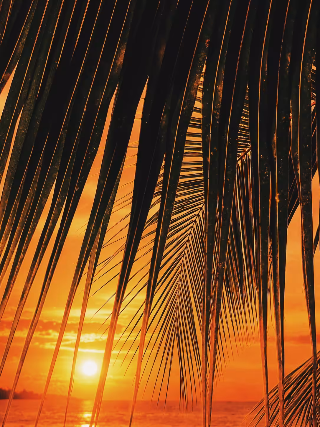 “Tropical Hymn“