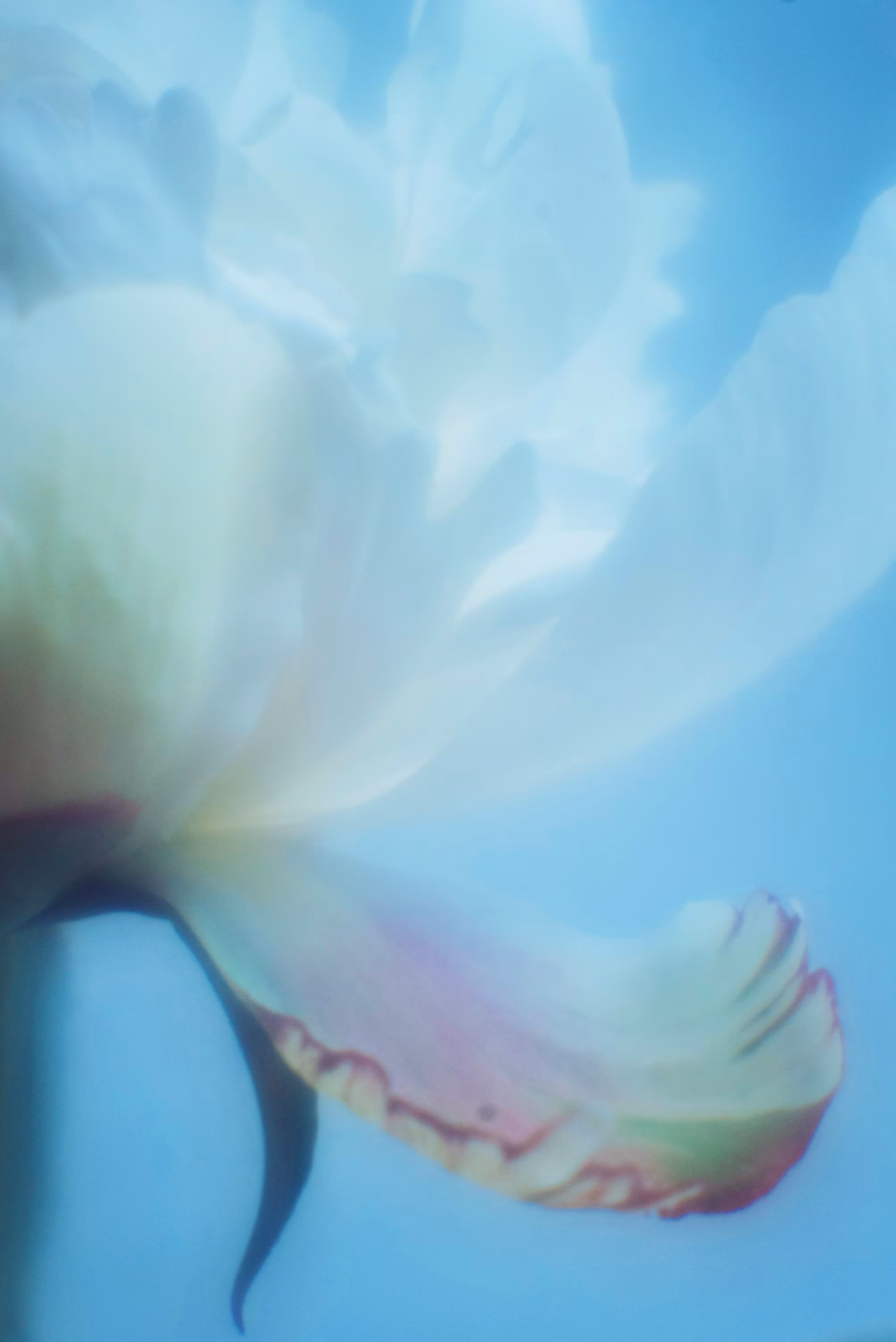 White peony in the morning