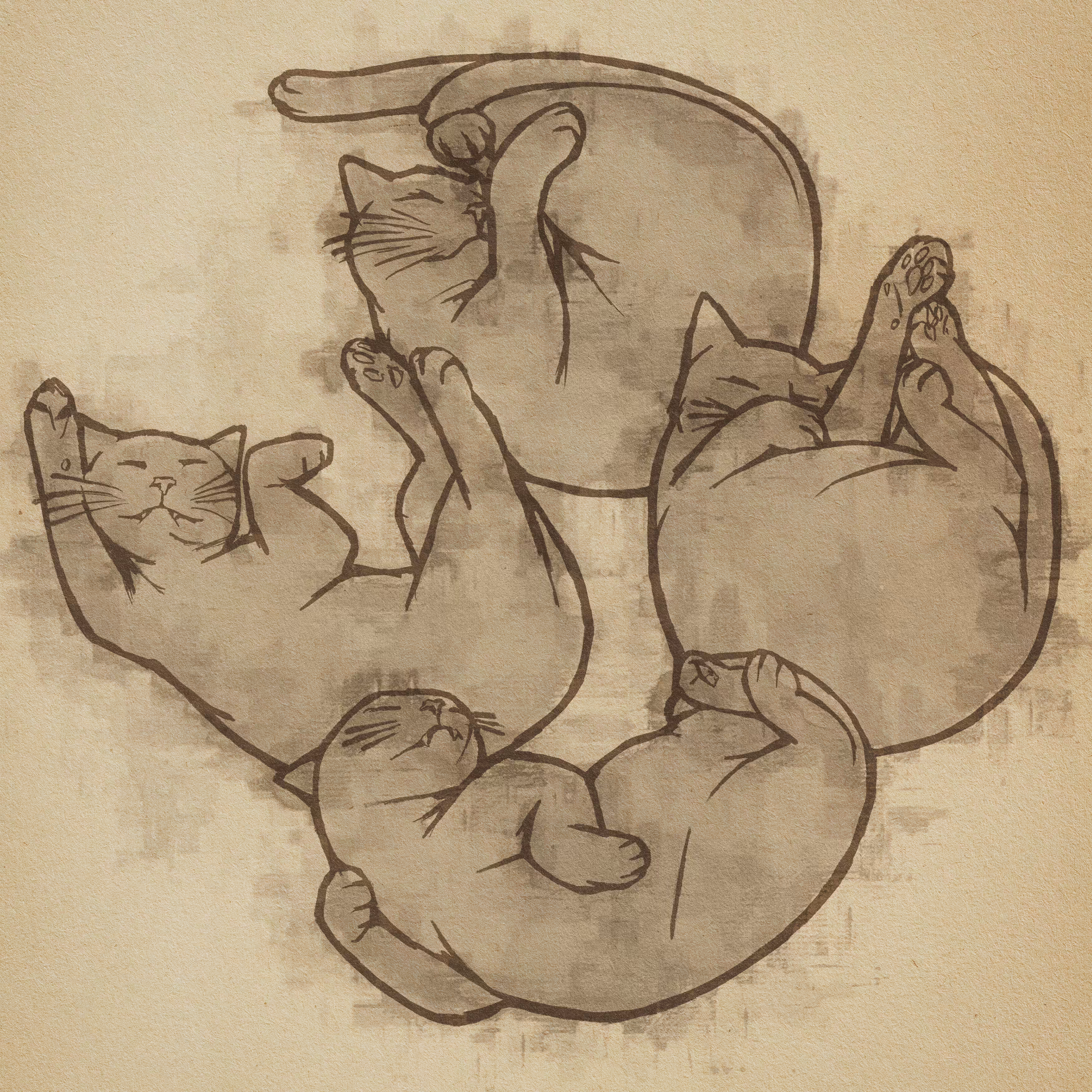 Sleeping Cat Study (No. 01)
