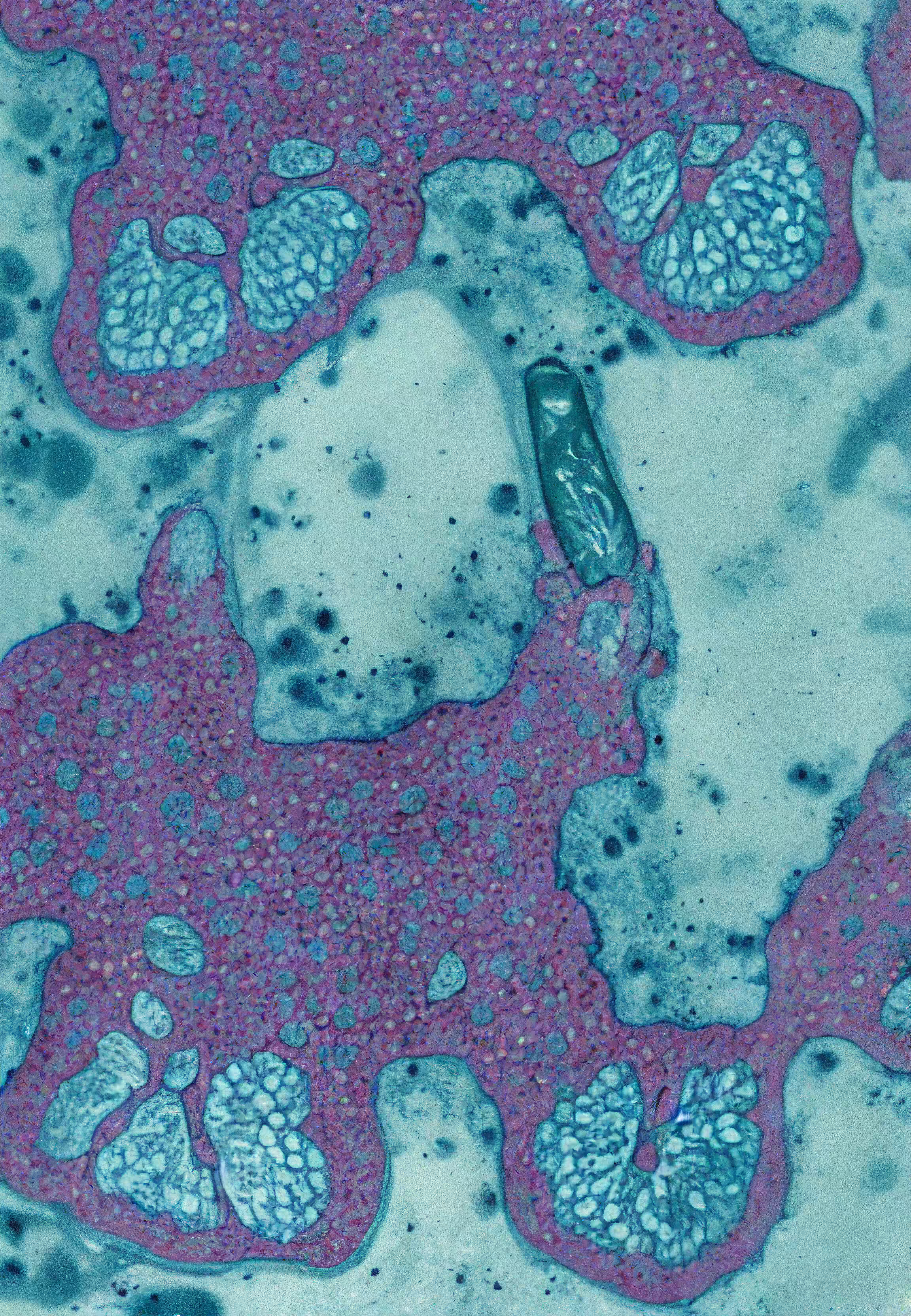 Histologia In Silico #217