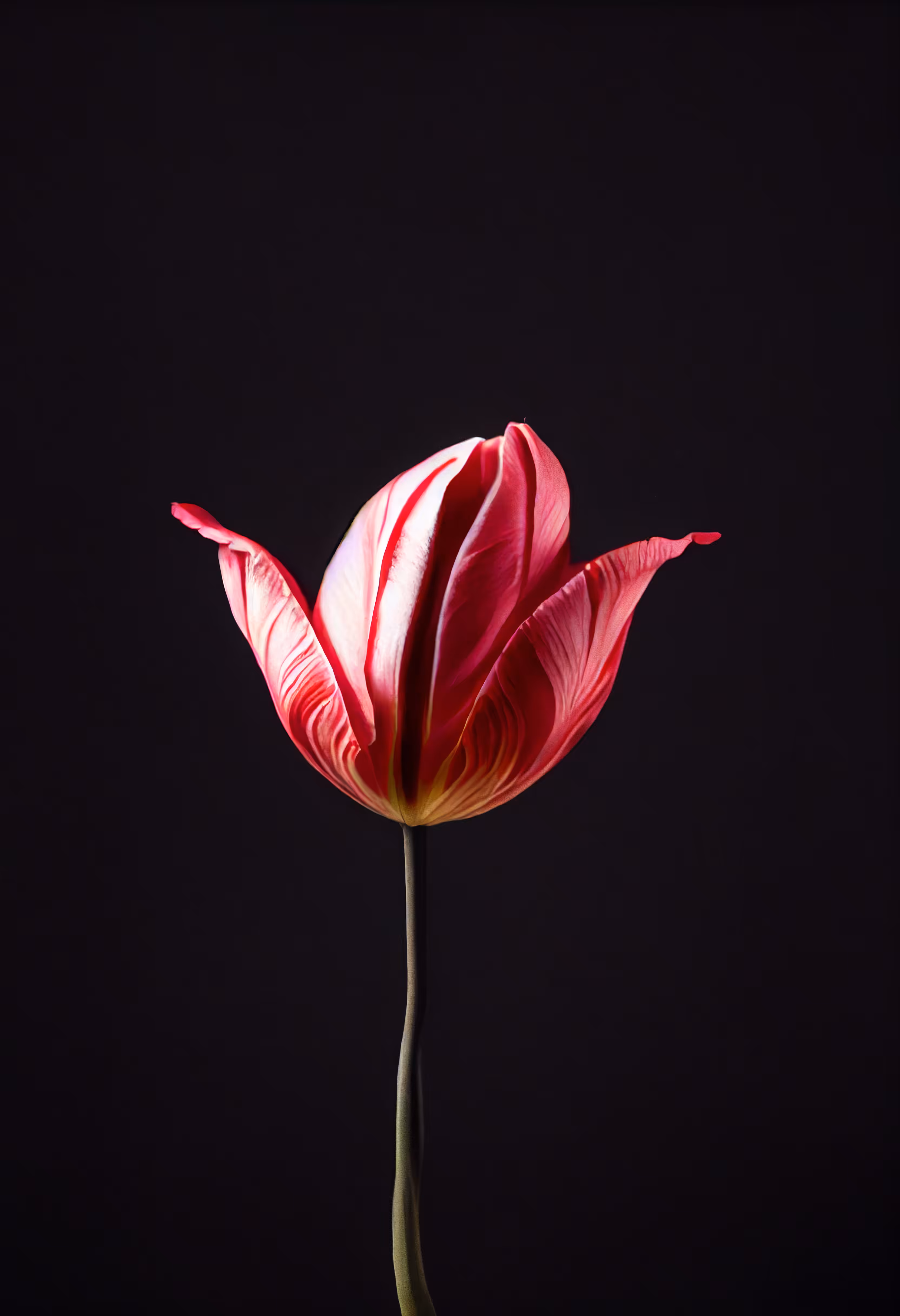 A Flower, Just For You. #26