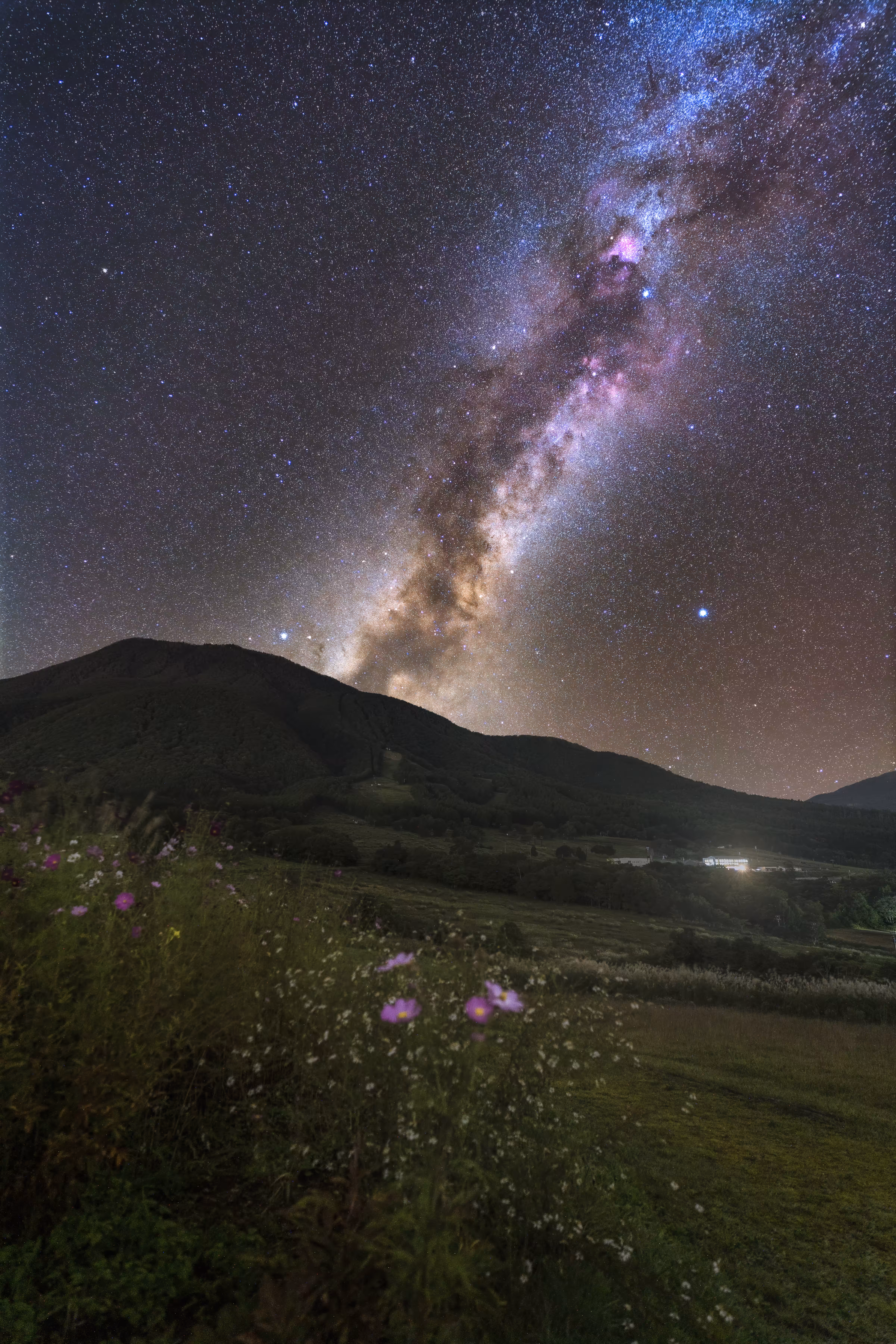 Solitary flower blooming in the galaxy
