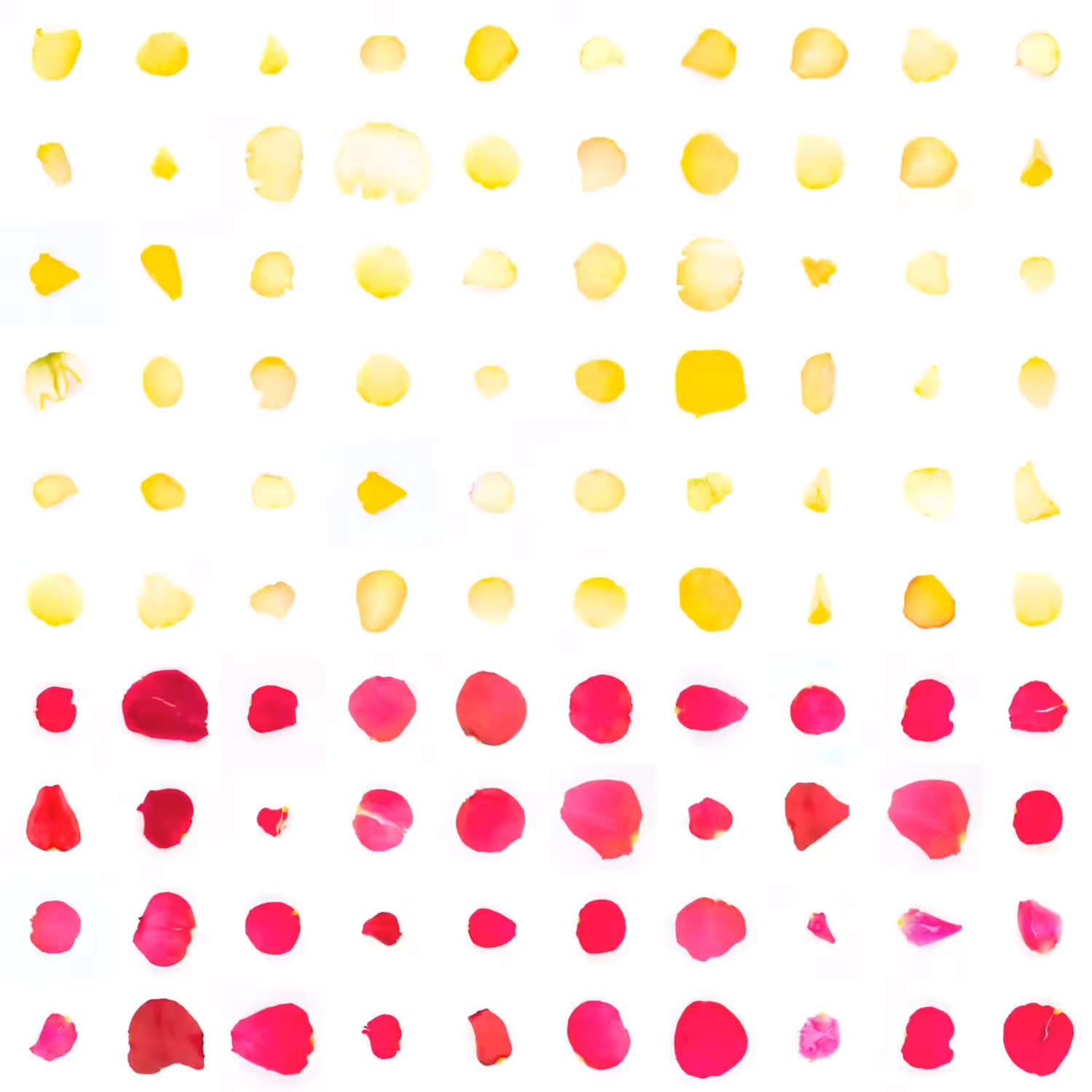 Infinite Petals 10x10#1138