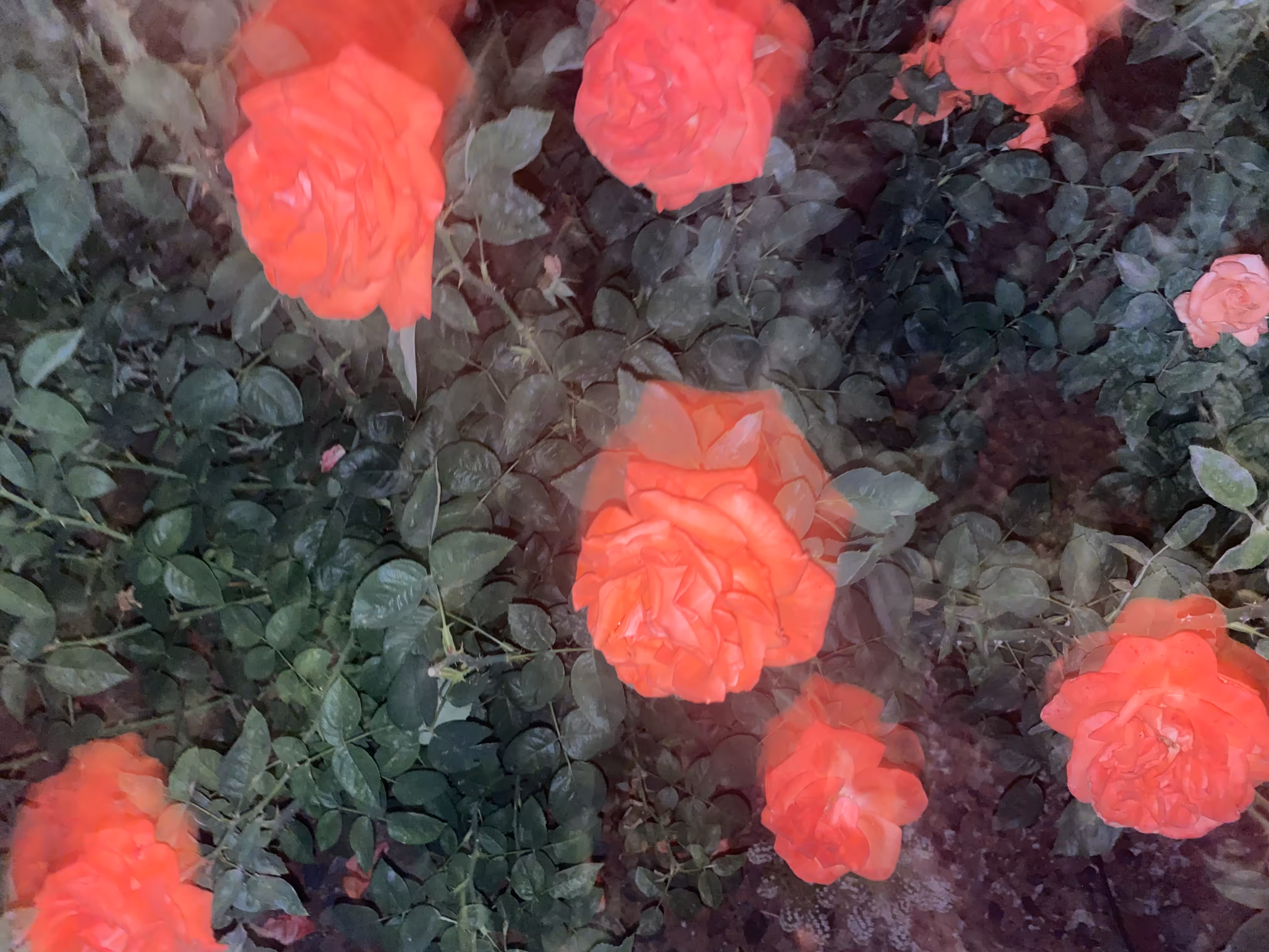 Radiating Floral Euphoria