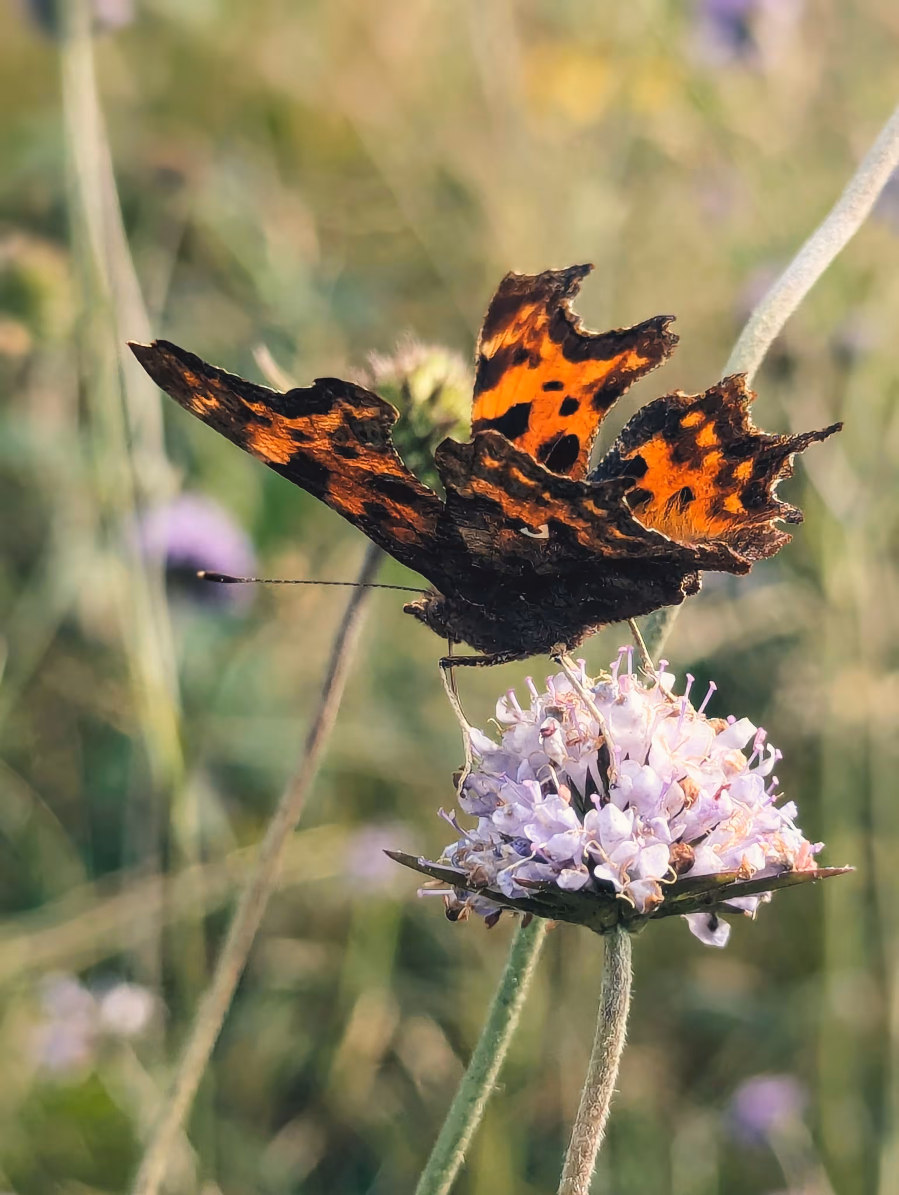 Luke_0x1 Photography : Add a comma 